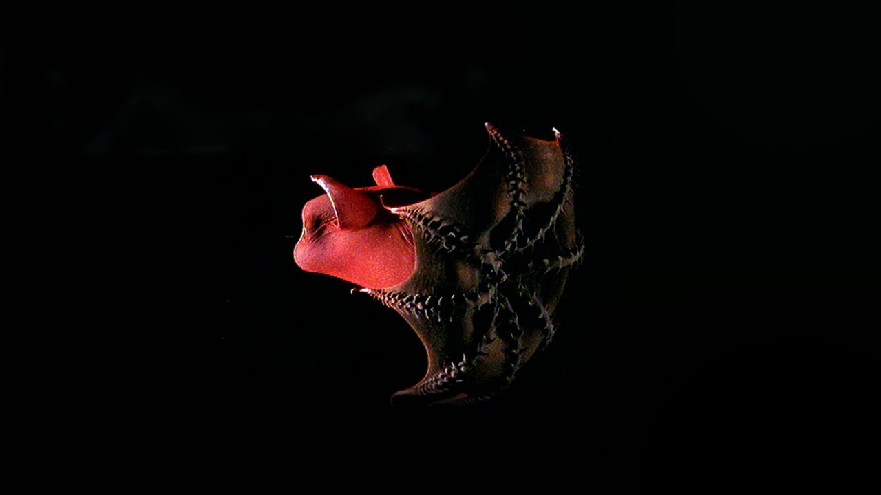 The Mysterious Vampire Squid
