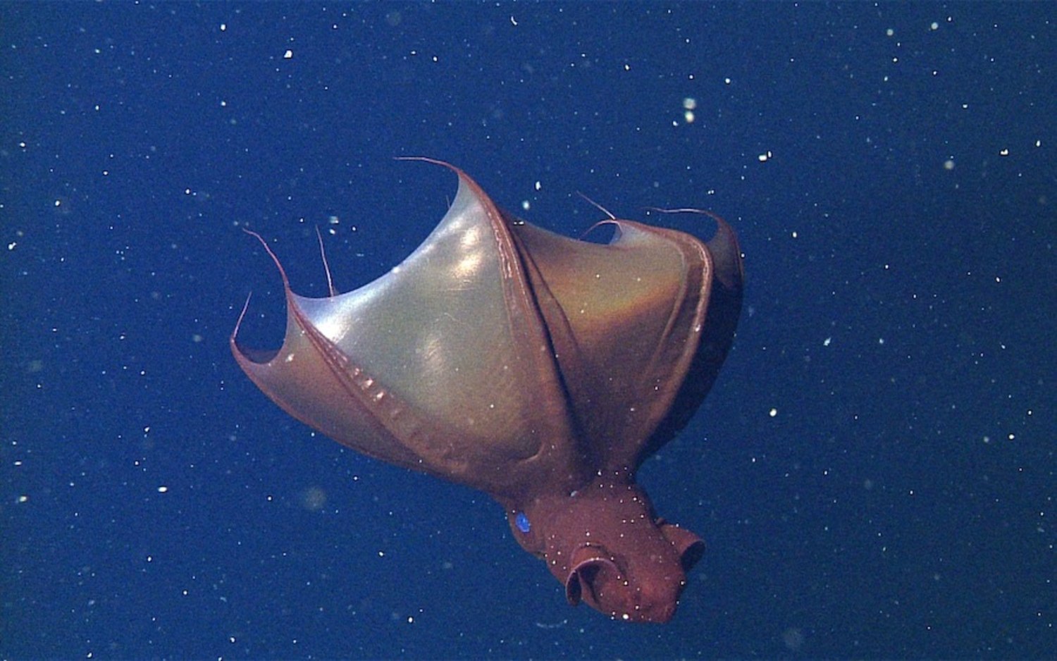 Sex Life Hints At Why Vampire Squid Outlive Their Peers