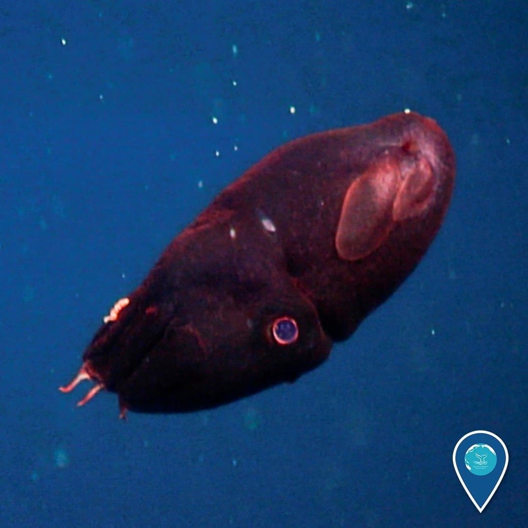 Vampire Squid Animal Facts