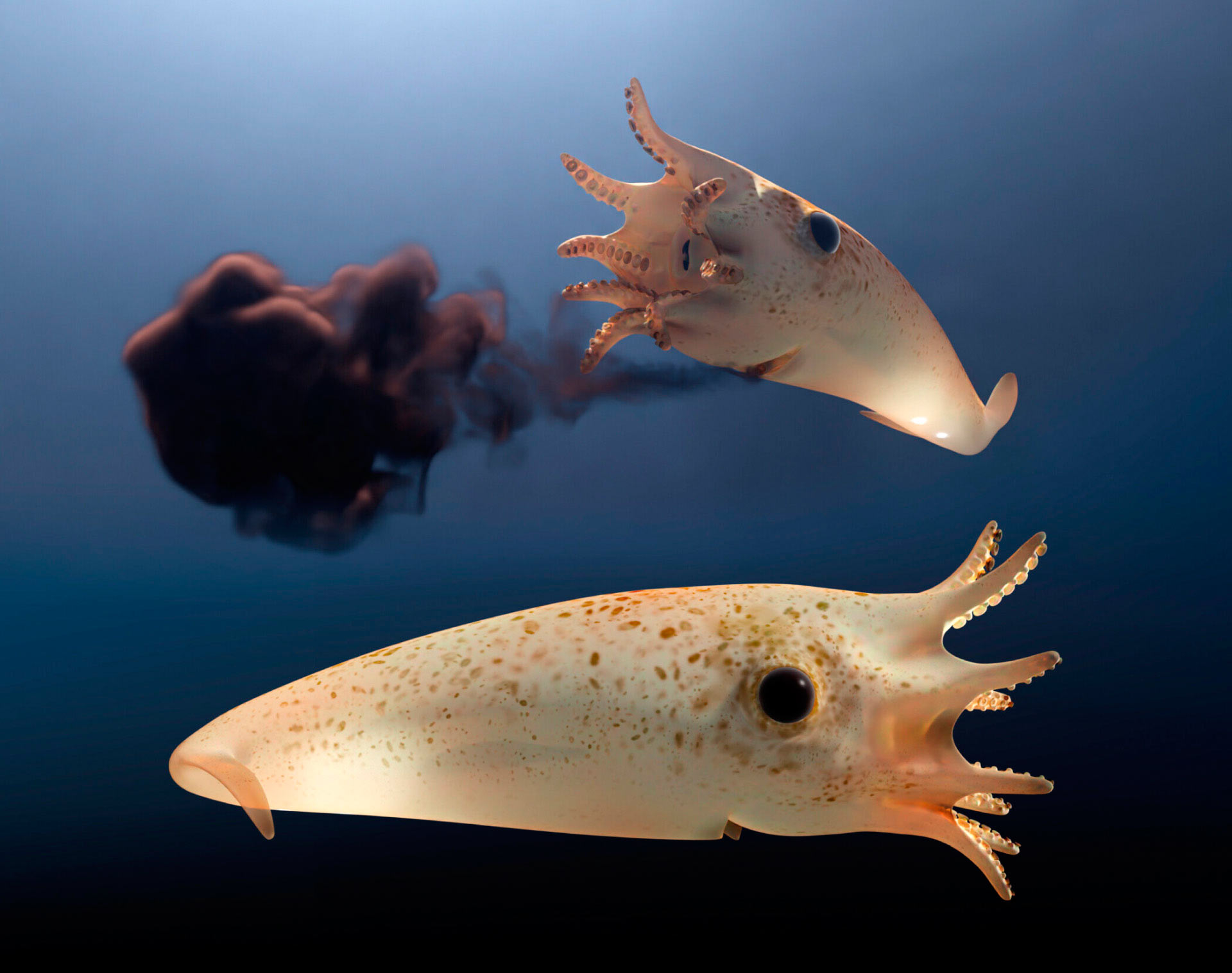 Jurassic Vampire Squid Had Ink Sac and Luminous Organs