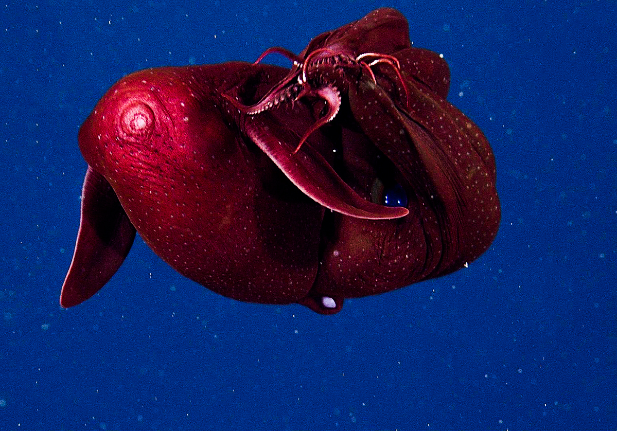 Vampire squid • MBARI
