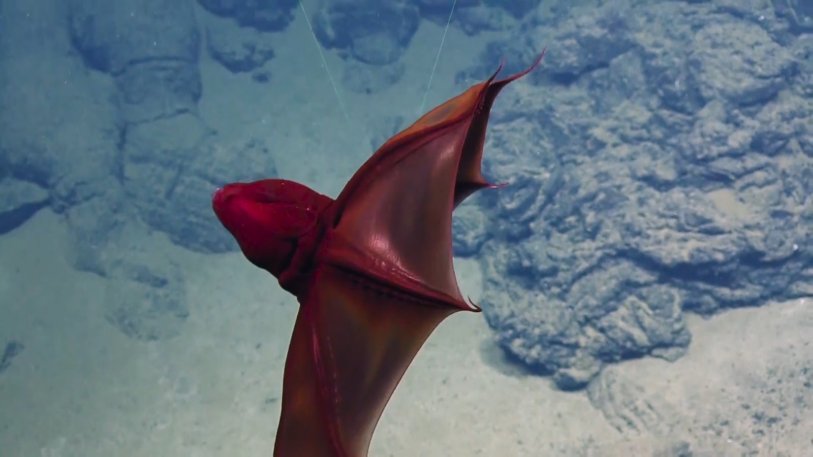 Real Monstrosities: Cloak of the Vampire Squid
