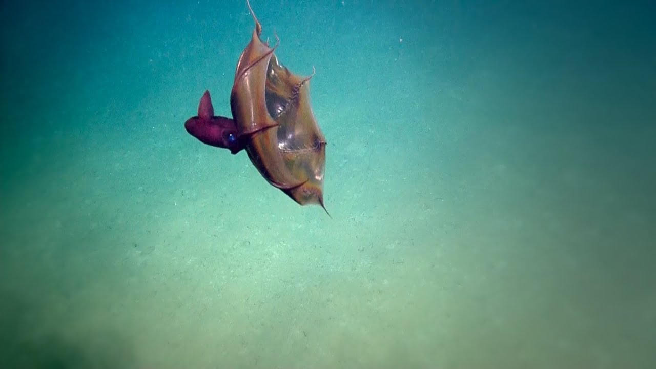 Vampire Squid