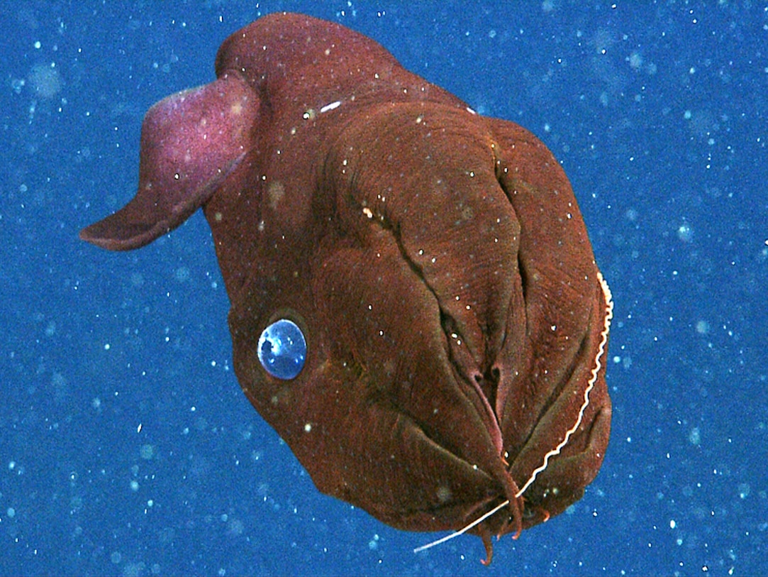 Picture: Vampire Squid's Surprising Diet Revealed