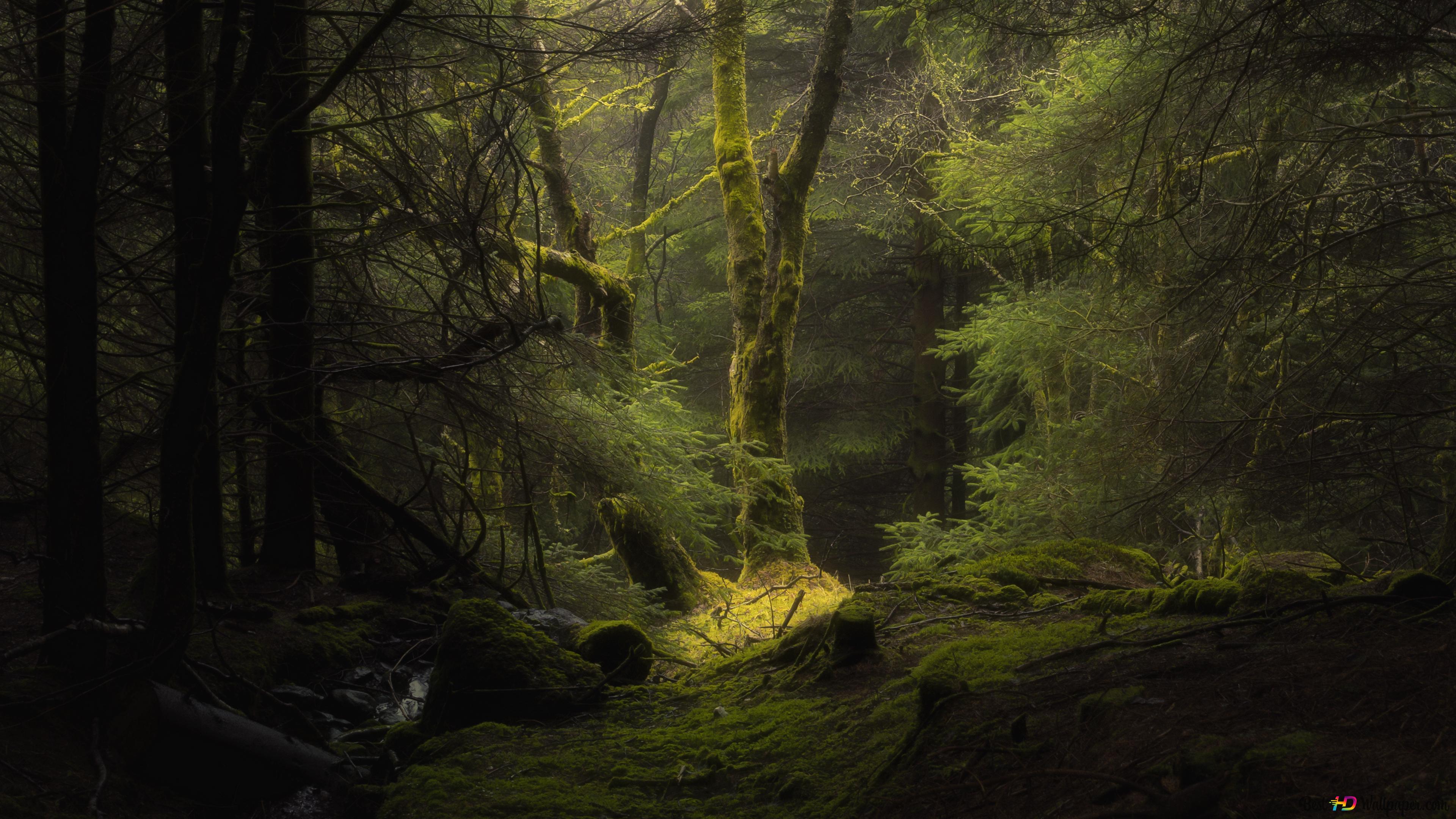 Nature Forest Daylight 4K wallpaper download