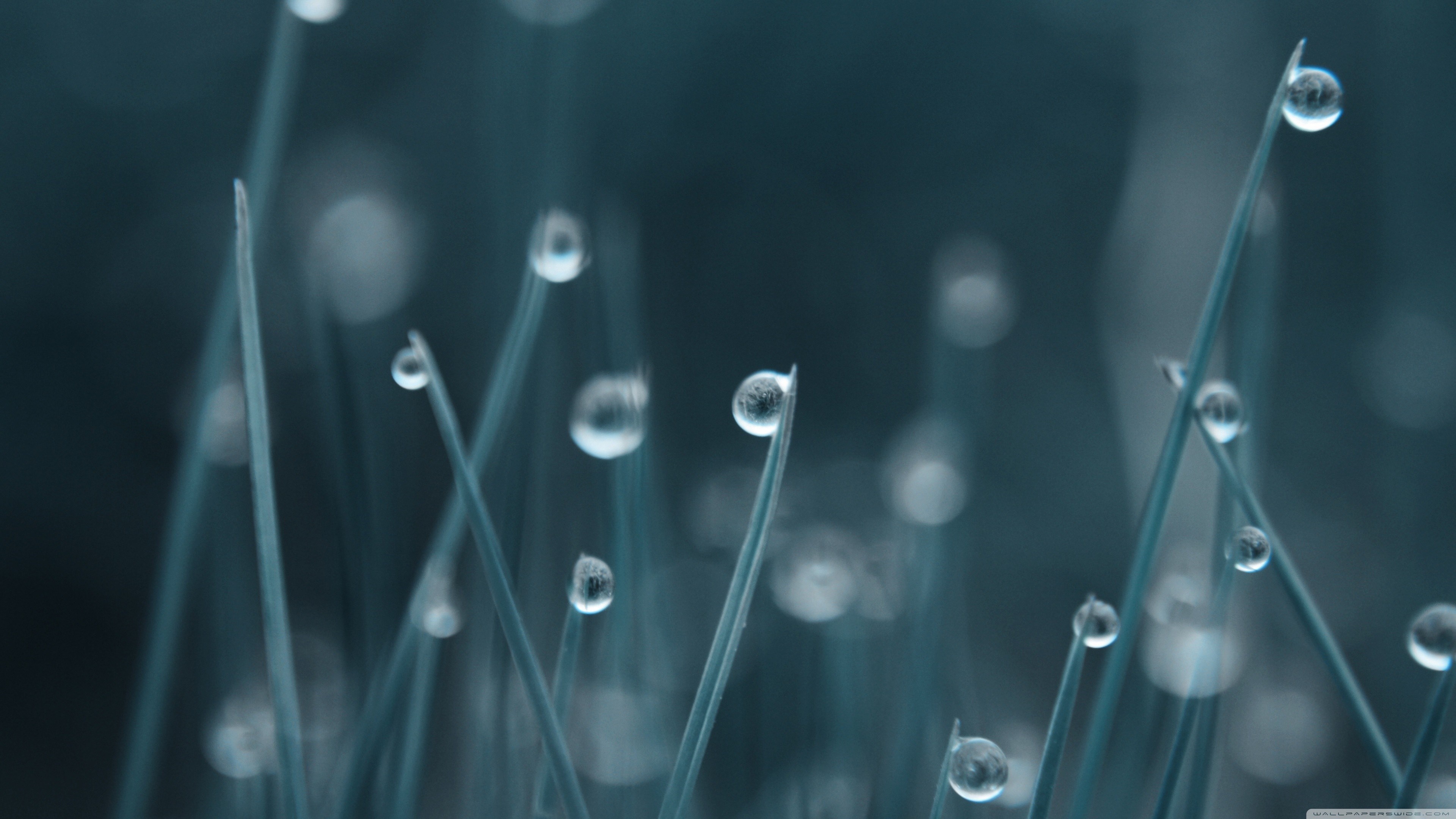 Bokeh Water Drops Grass Wallpaper 4K Wallpaper [3840x2160]