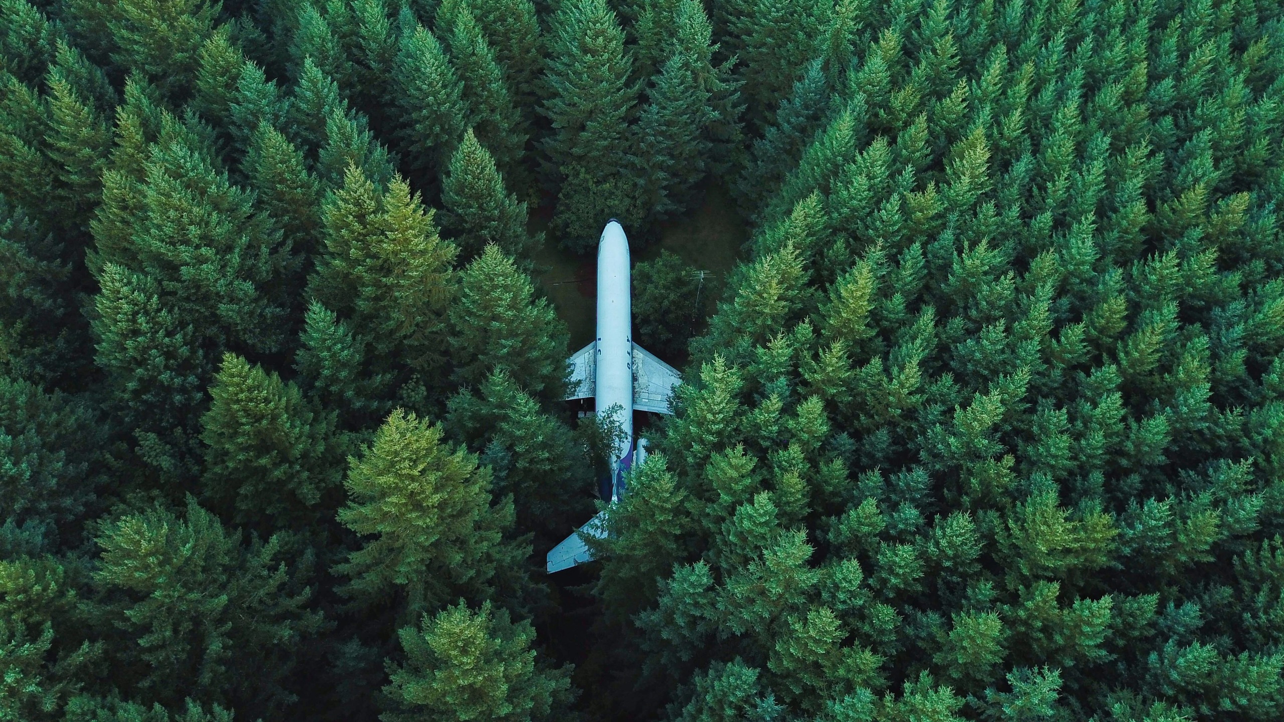 Wallpaper 4k Plane In Middle Of Forest 4k Wallpaper