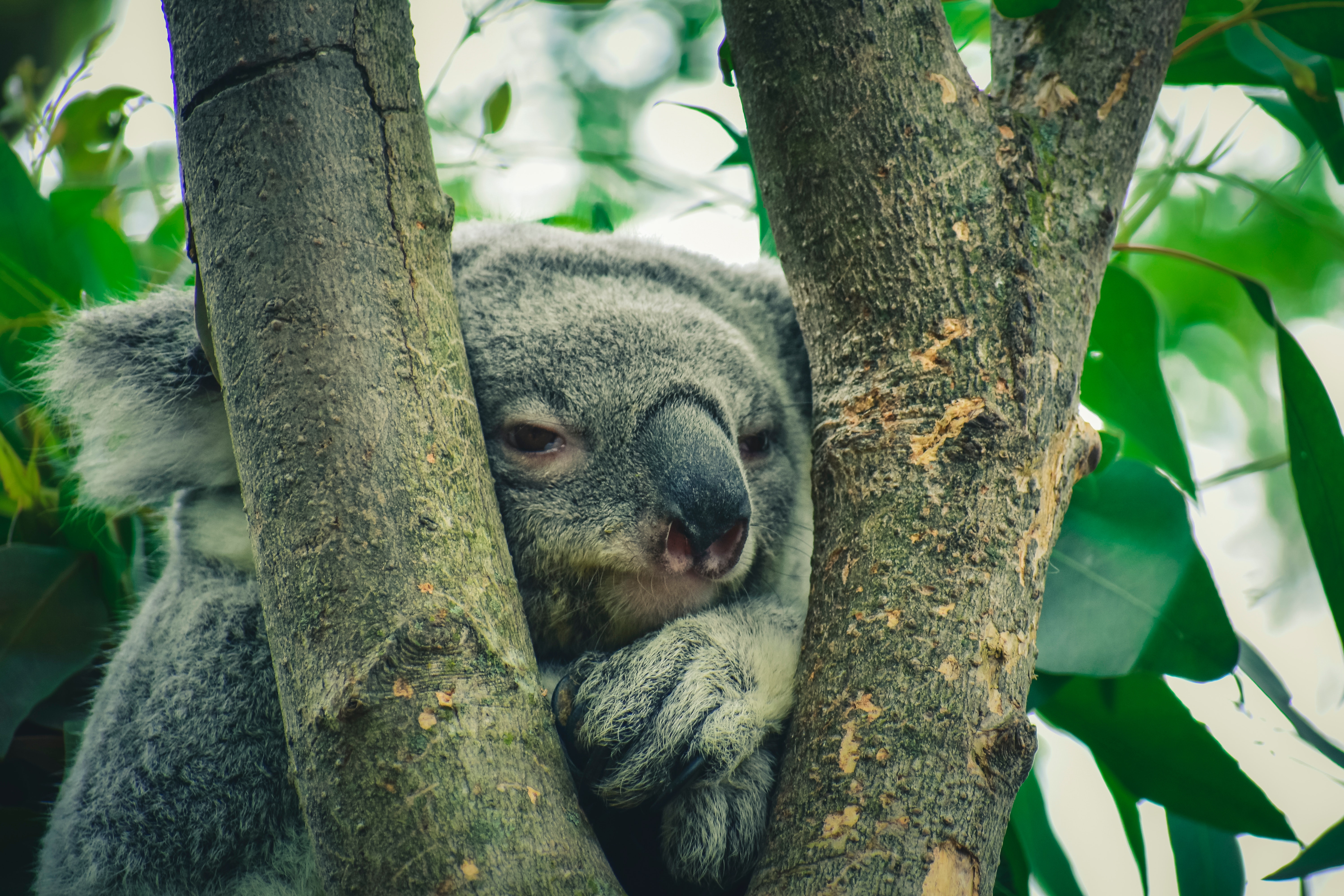 Koala Photo, Download The BEST Free Koala & HD Image