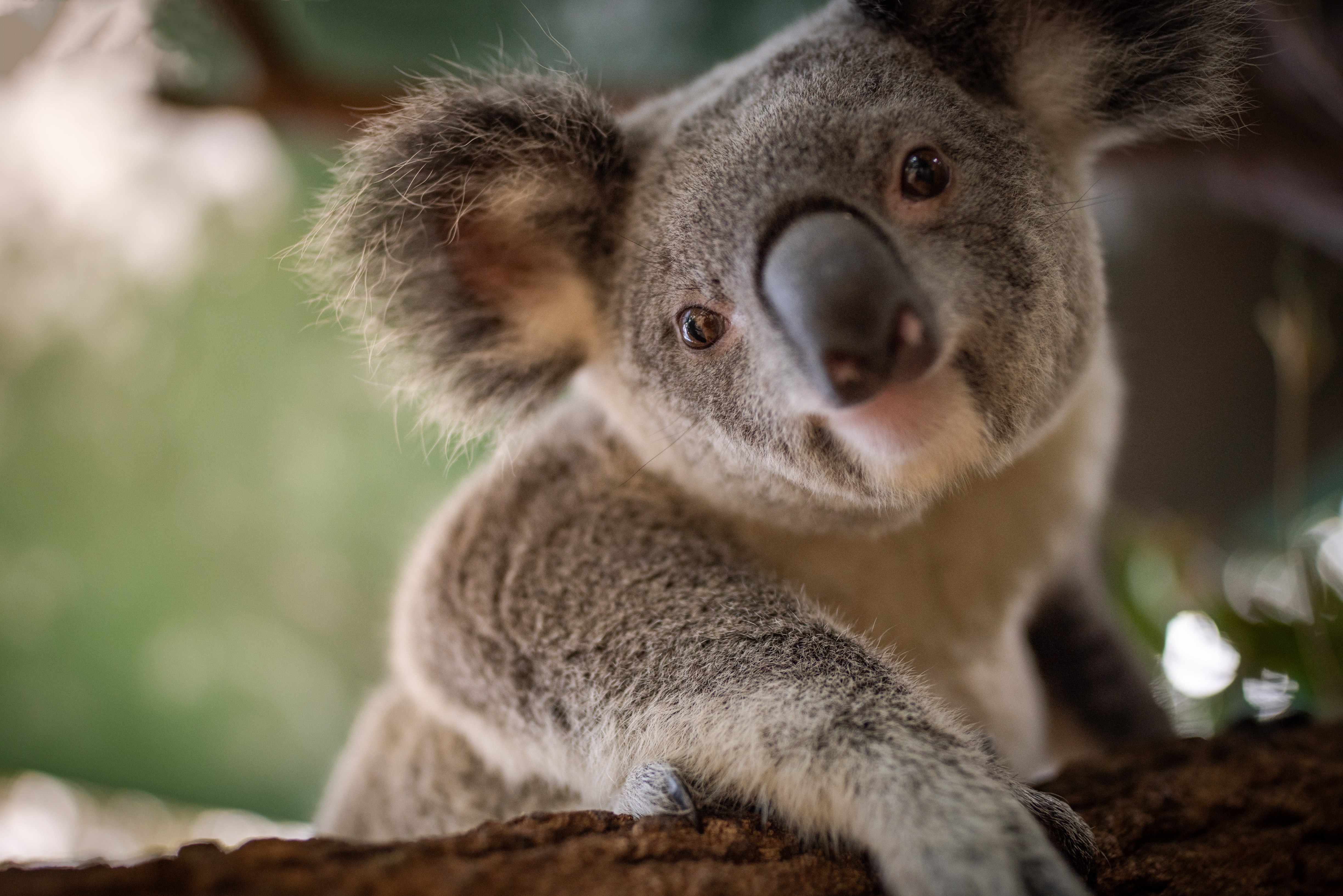 Animal Koala 4k Ultra HD Wallpaper