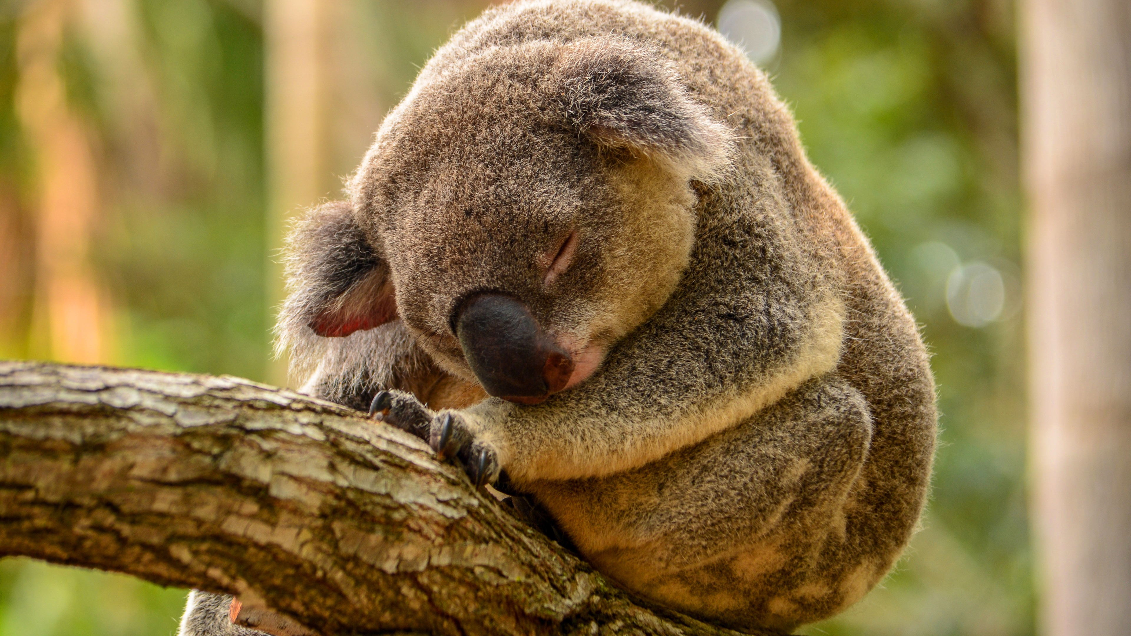 Wallpaper Koala sleep in tree 3840x2160 UHD 4K Picture, Image