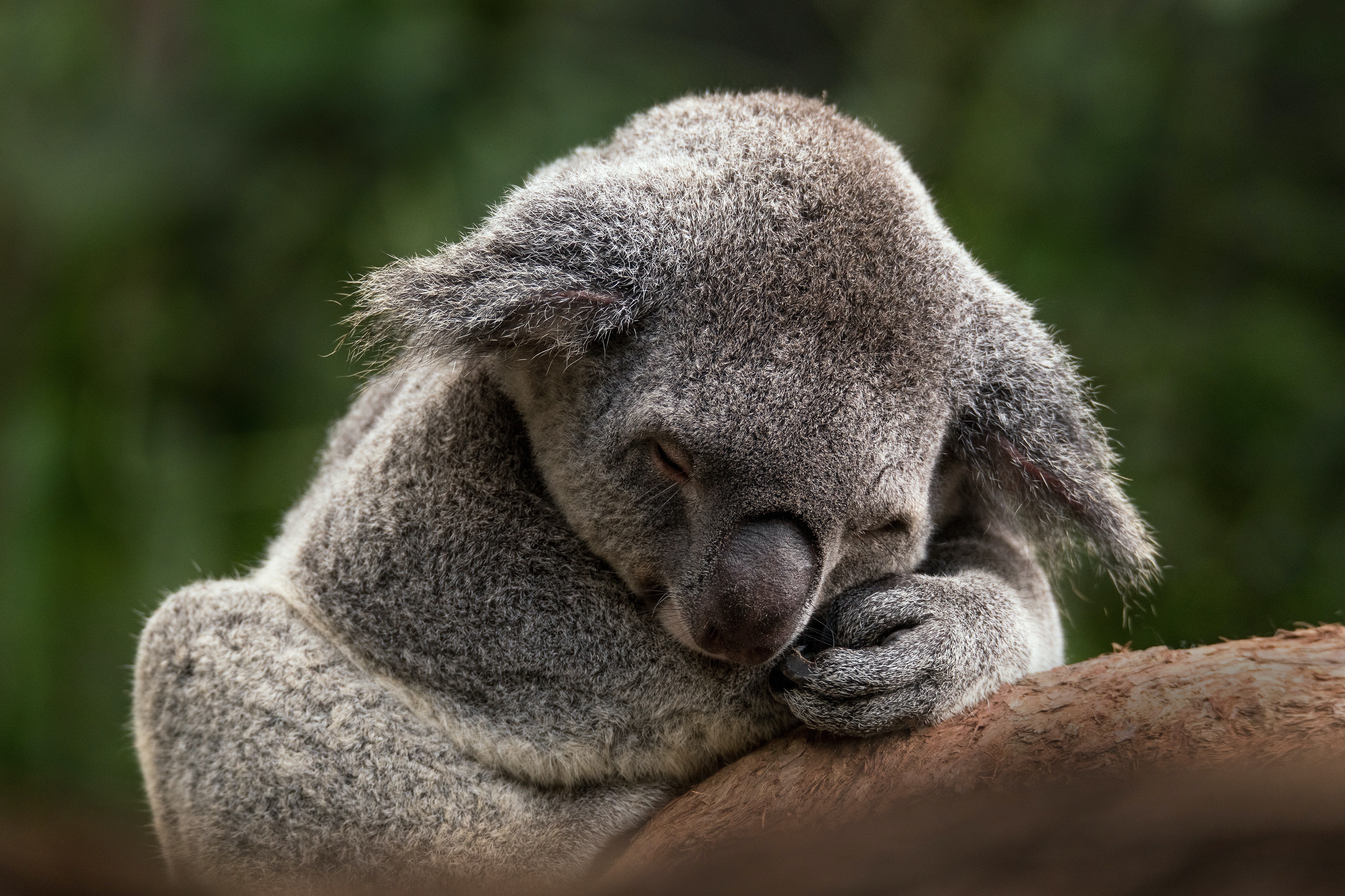 Animal Koala 4k Ultra HD Wallpaper