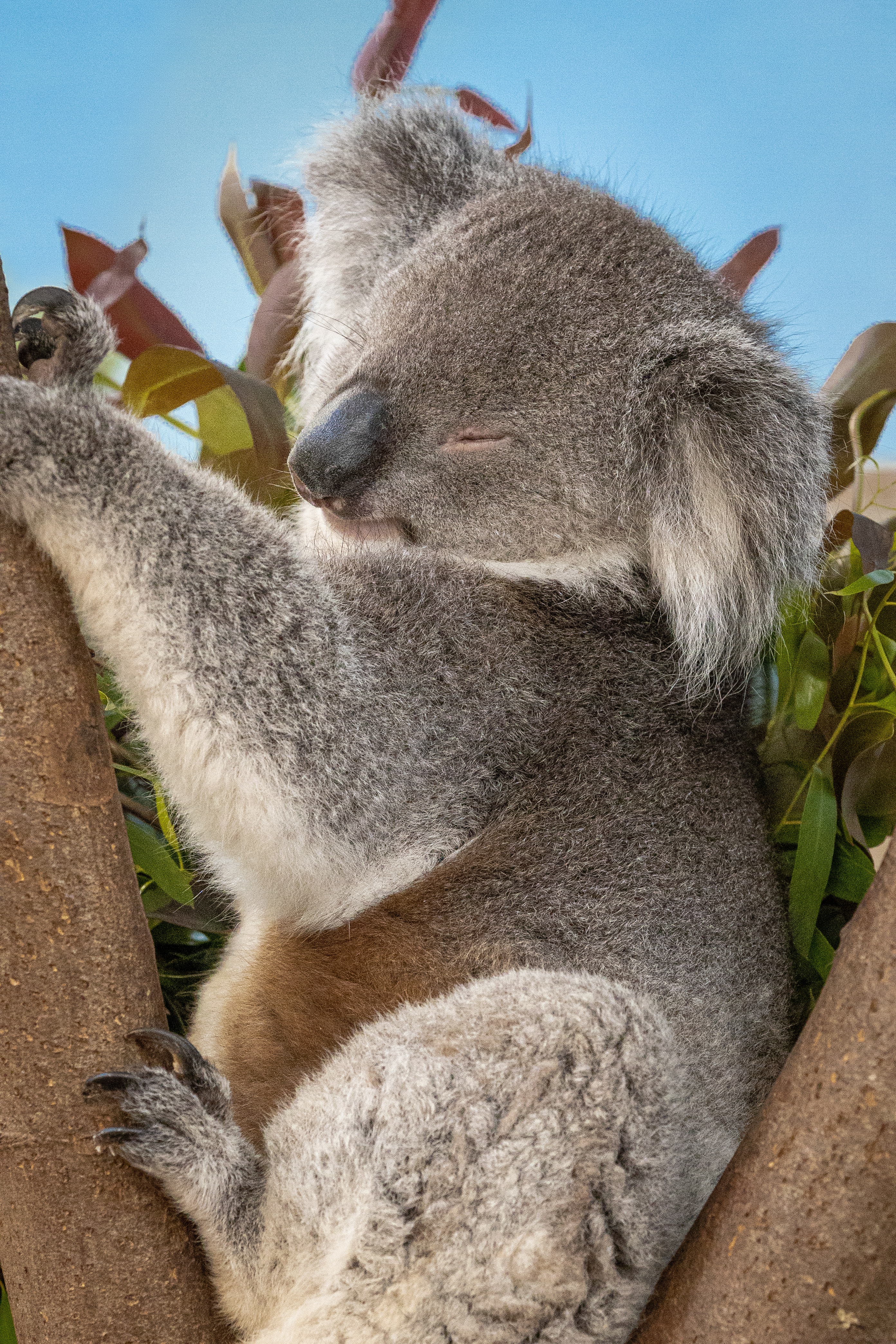Koala Bear Photo, Download The BEST Free Koala Bear & HD Image