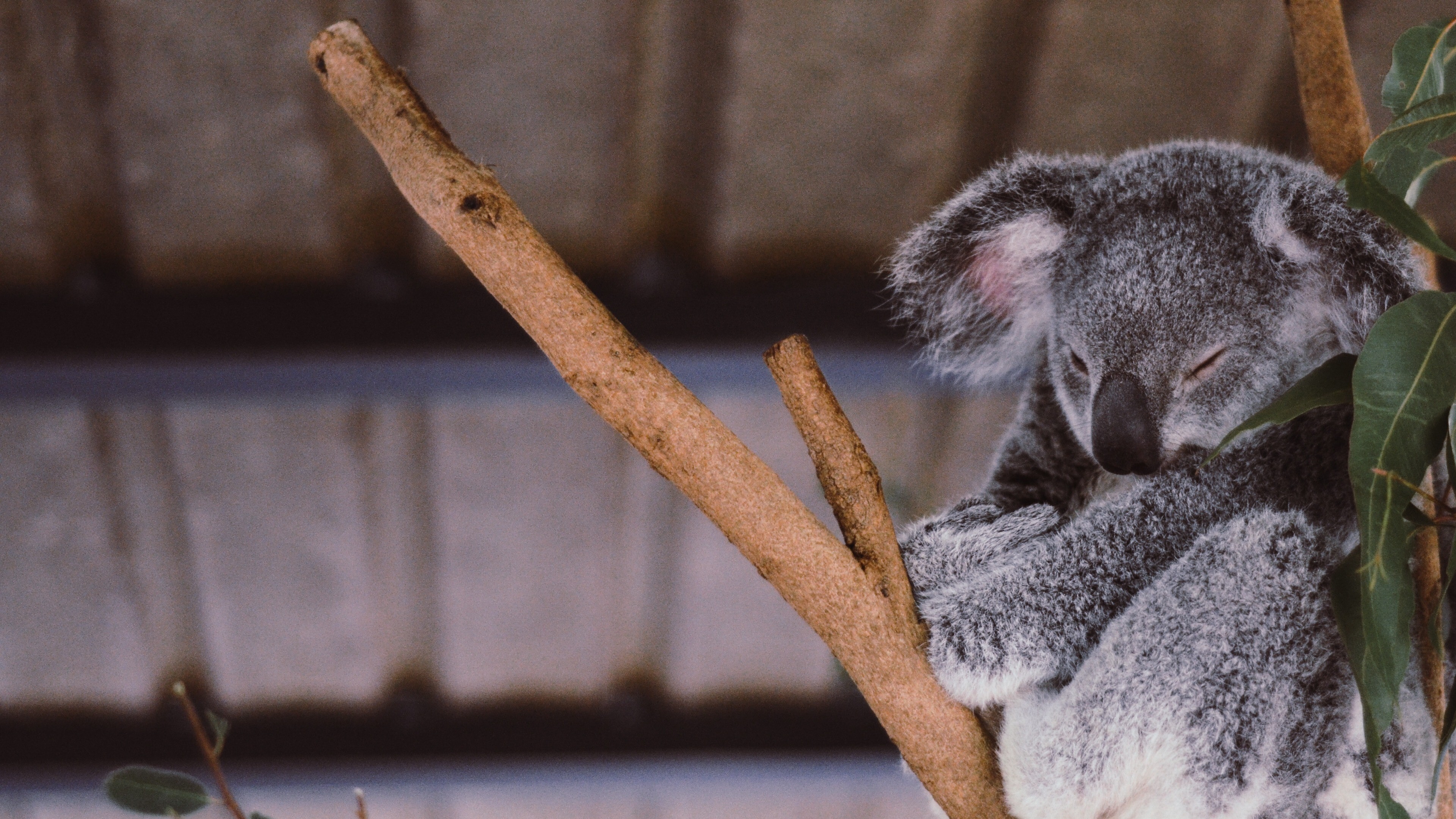 Koala Sleeping in Branch 4K Wallpaper