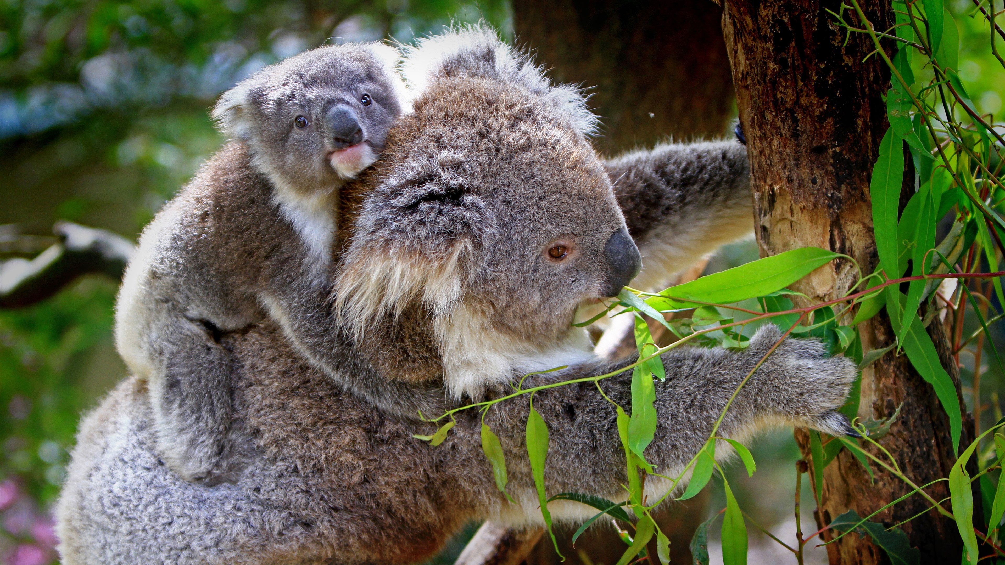 Wallpaper Koala, cub, tree 3840x2160 UHD 4K Picture, Image
