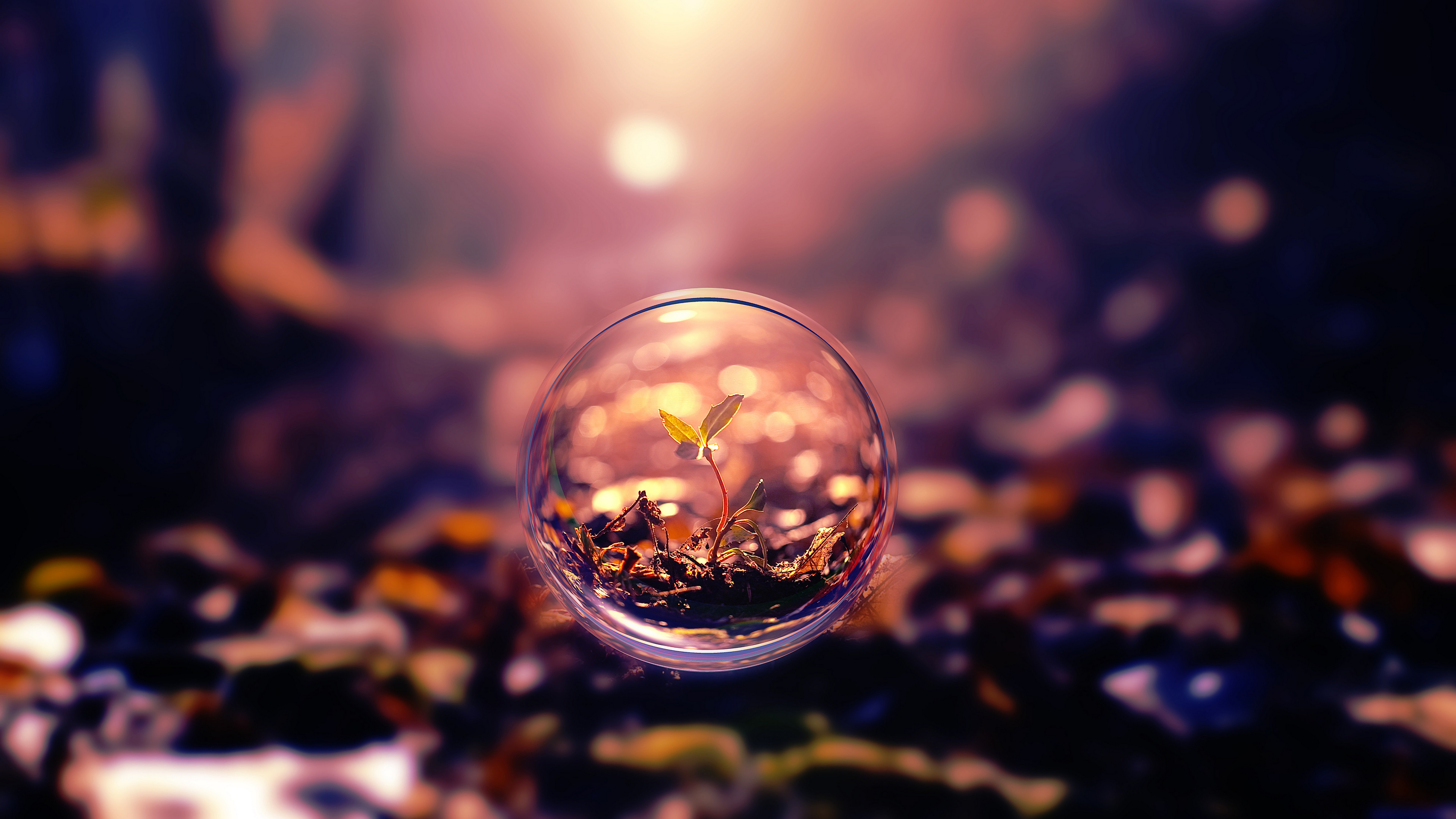 Plant Nature Bubble 4K Wallpaper