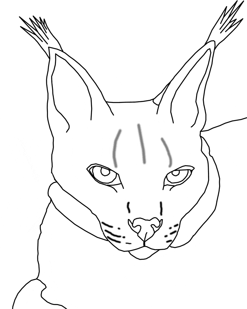 Lynx coloring page Town color sheet free printable coloring pages animals