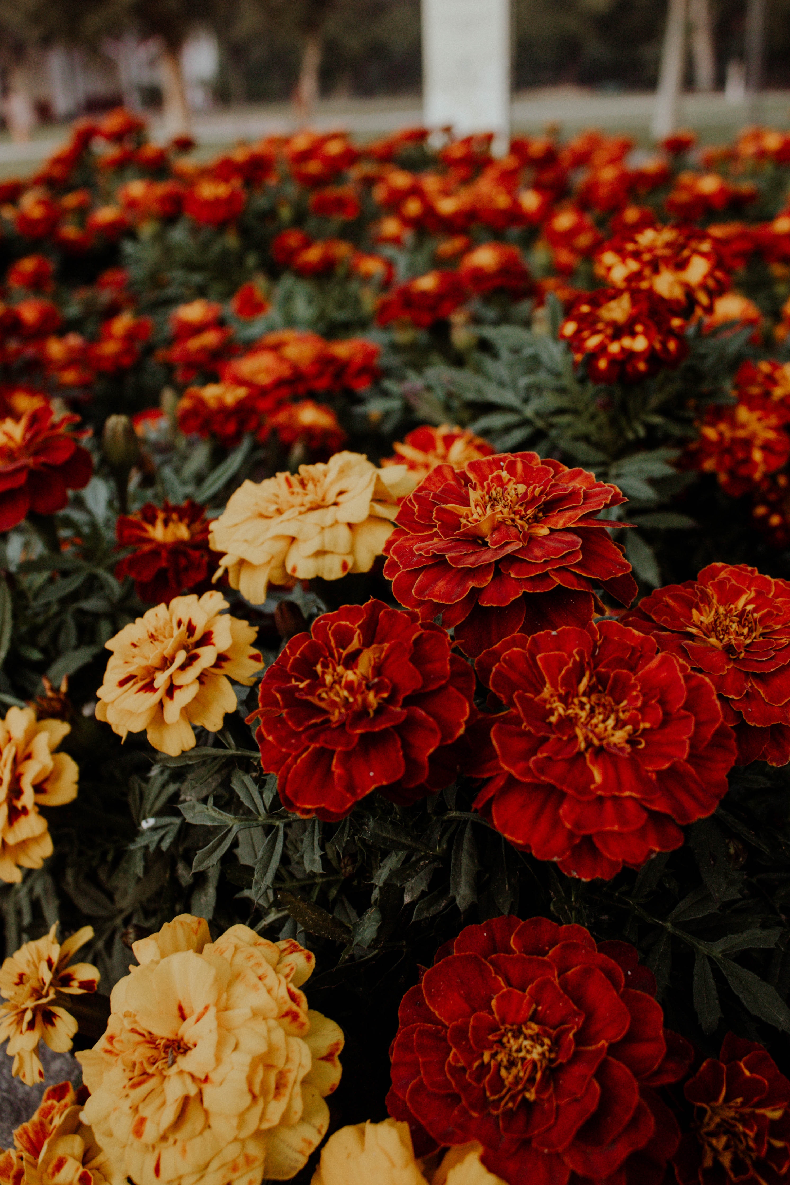 Marigold Photo, Download The BEST Free Marigold & HD Image