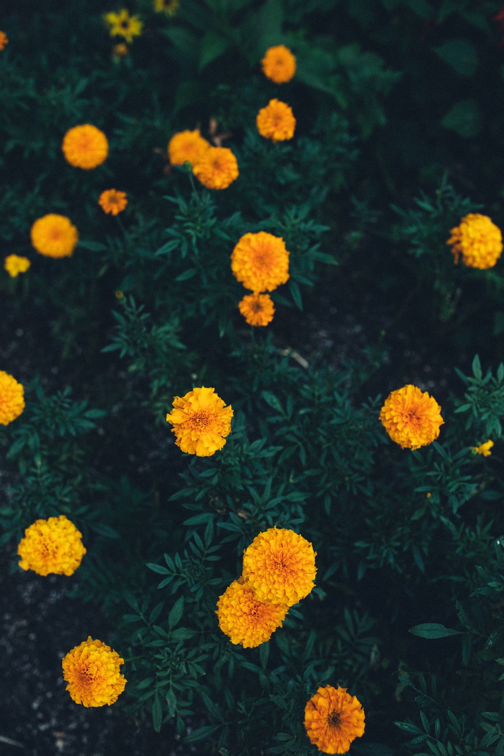 Marigold Flower Picture. Download Free Image