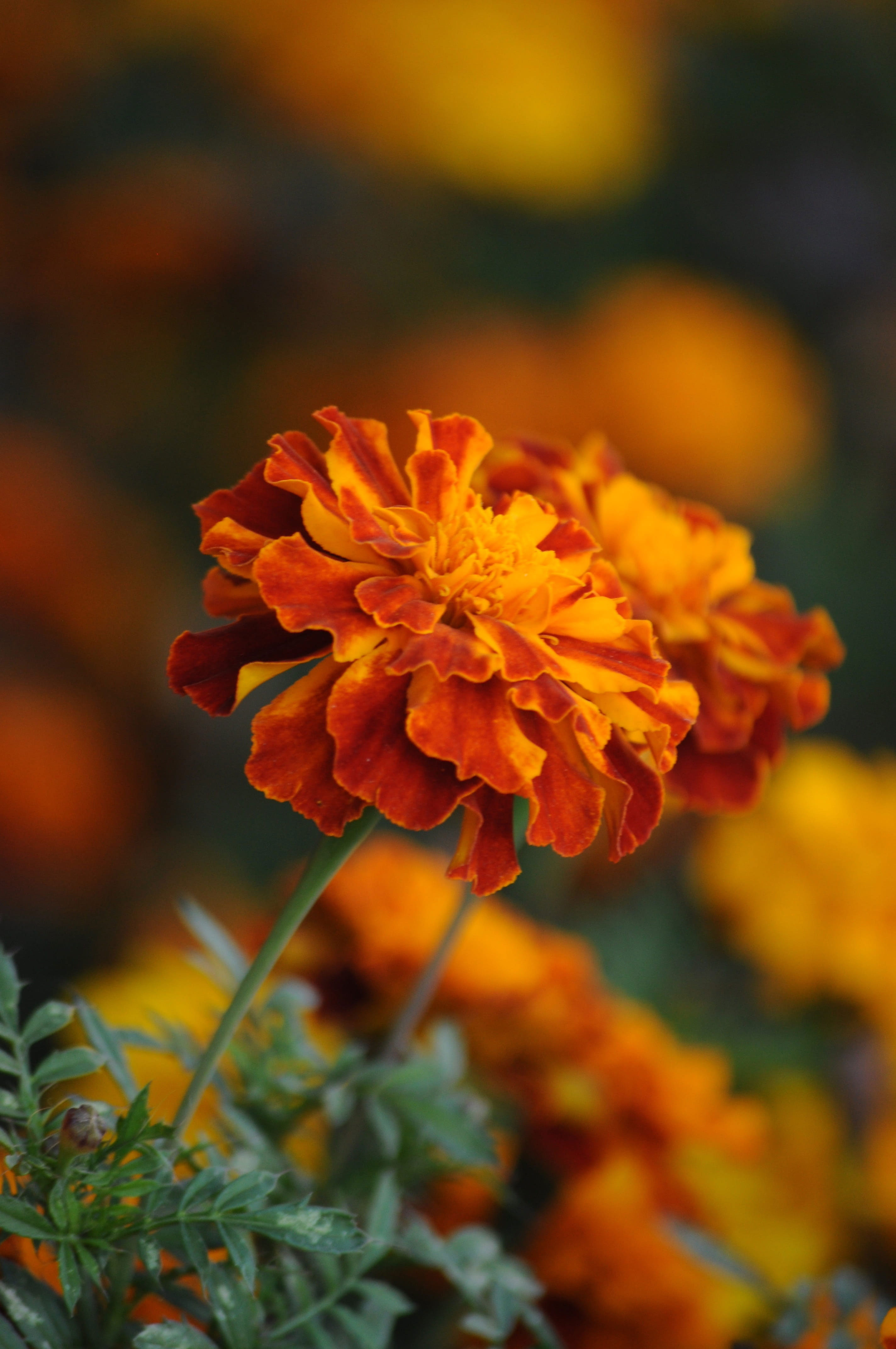 Wallpaper Marigold, Macro, Flower, Floral, Nature