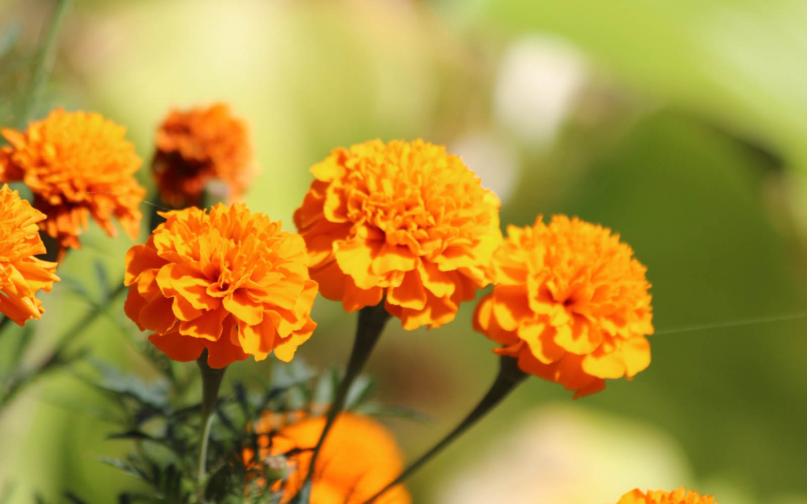 Free download wallpaper Marigold Flowers Wallpaper [1600x1000] for your Desktop, Mobile & Tablet. Explore Flower Image Wallpaper. HD Image Wallpaper, Love Background Image, New Image Wallpaper