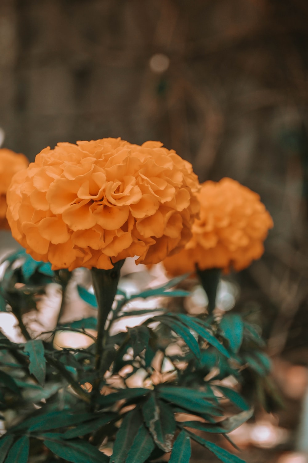 Marigold Flower Picture. Download Free Image