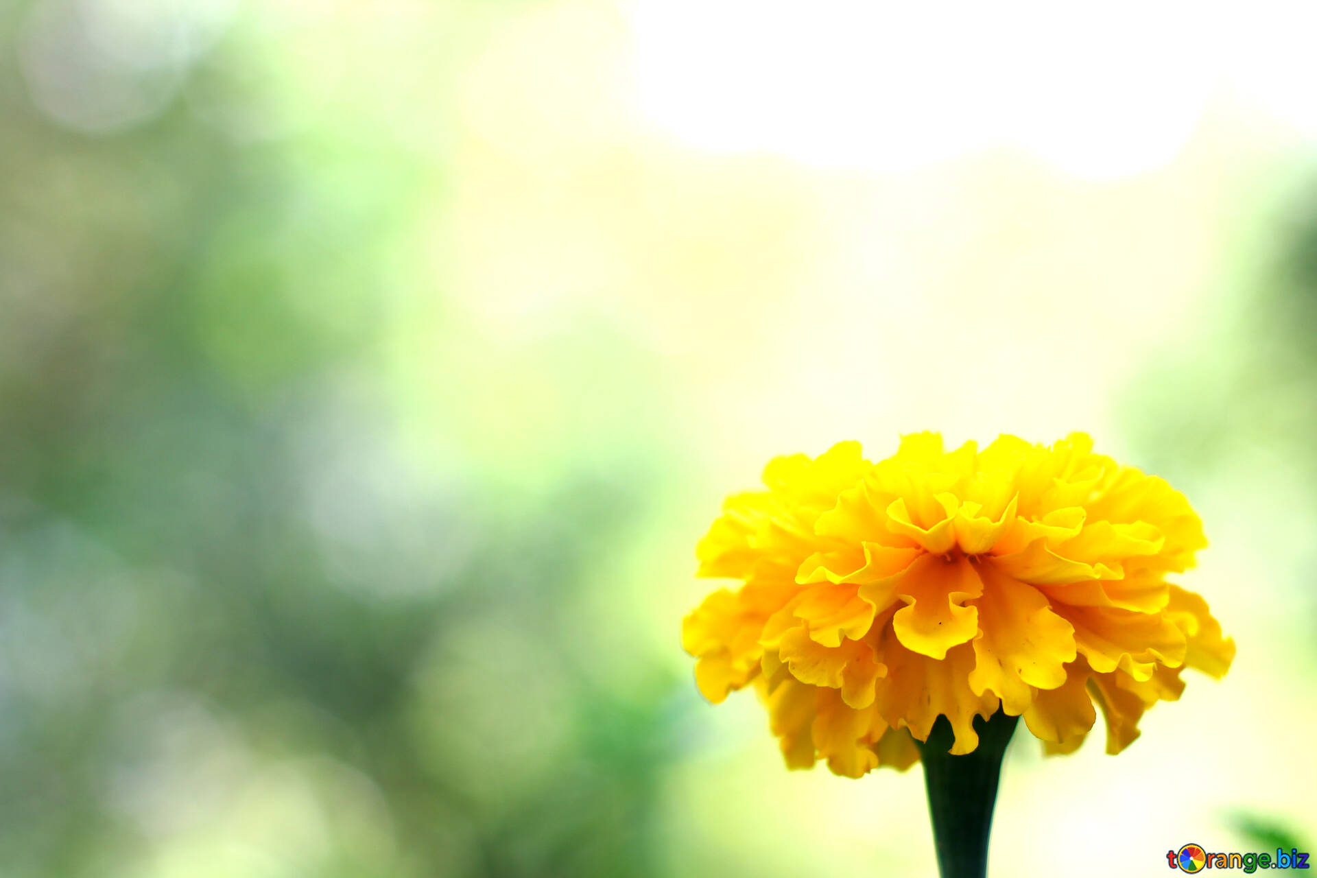 Marigold wallpaper for desktop free image - № 33461