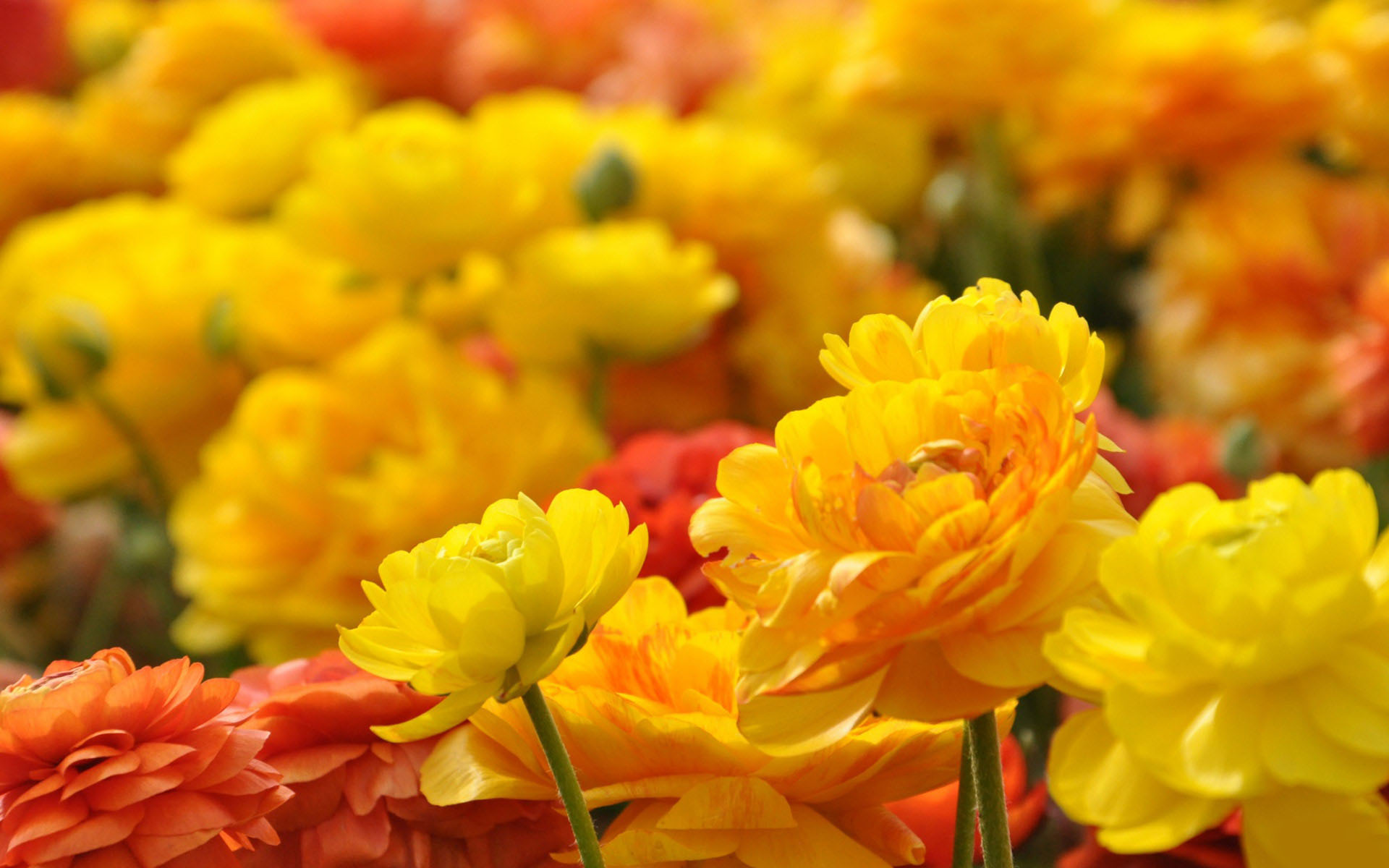 marigold flower wallpaper