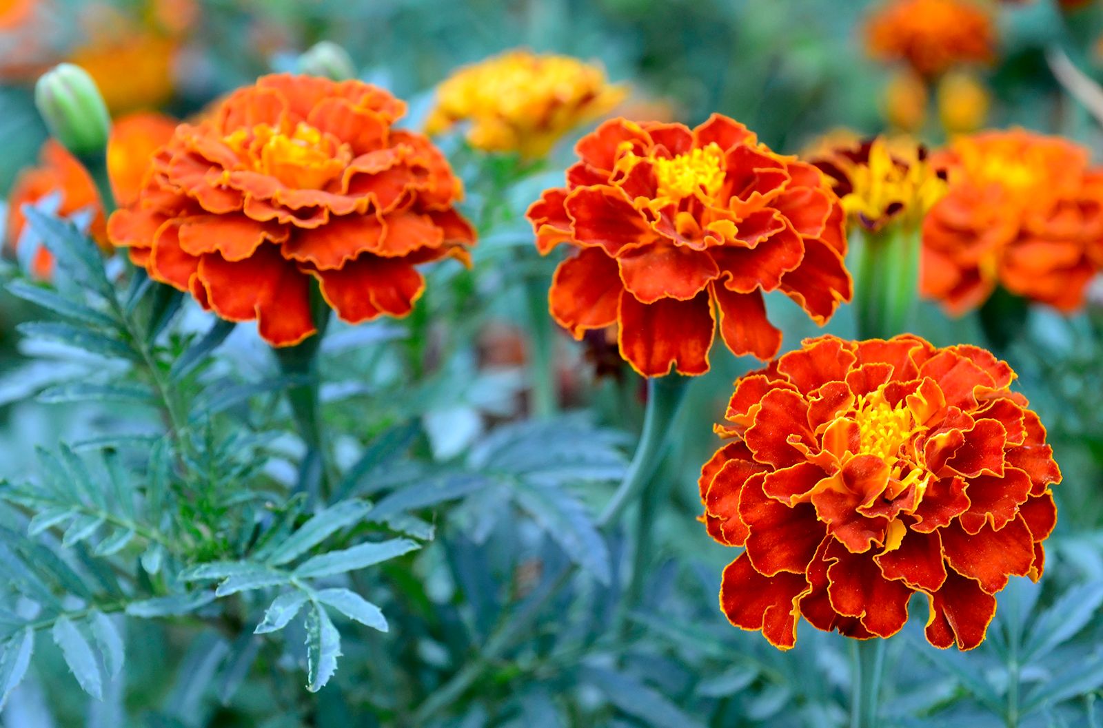 Marigold. Description, Species, Uses, & Facts