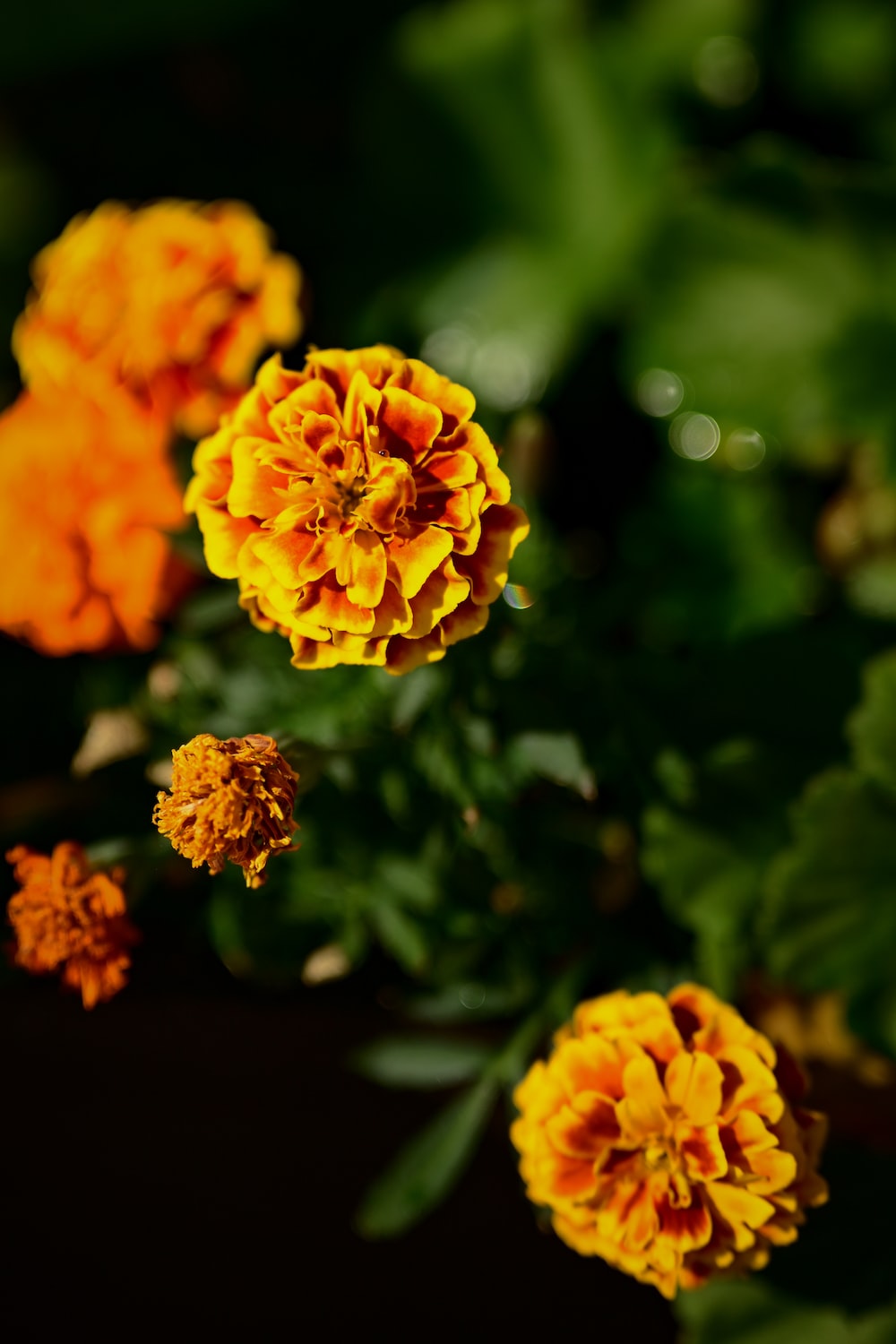 Marigold Flower Picture. Download Free Image
