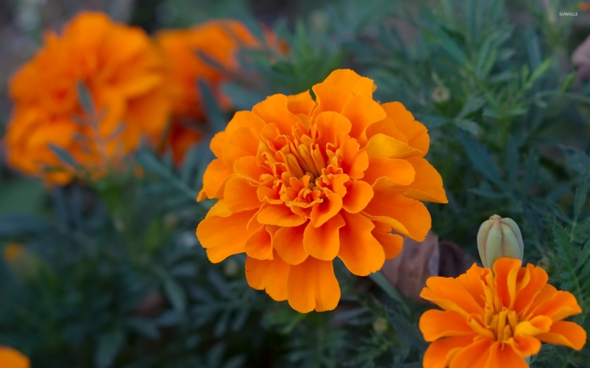 Marigold [4] wallpaper wallpaper