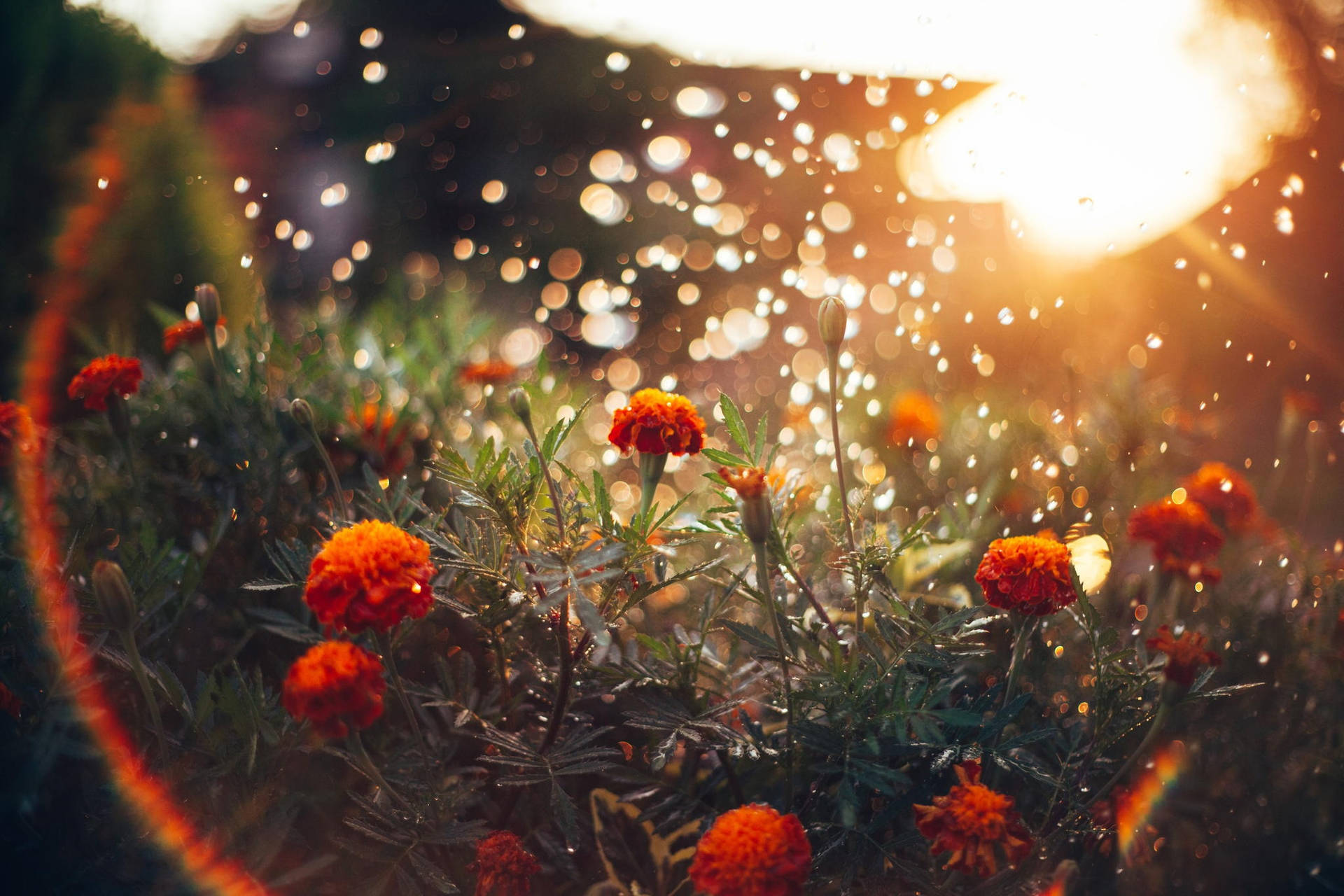 Download Marigold Bright Sunlight Wallpaper