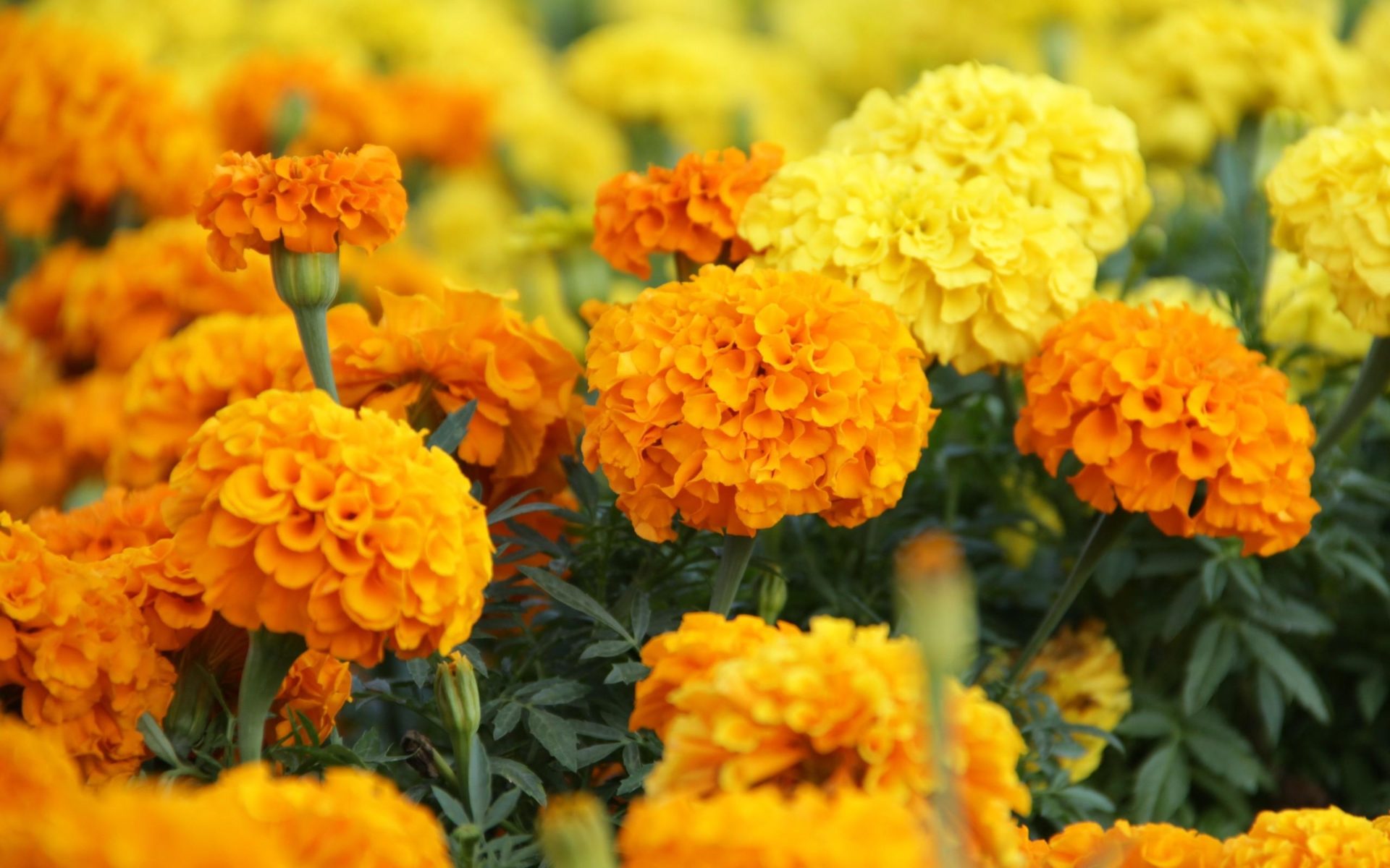 Marigold Flowers Image And Wallpaper 8, Wallpaper13.com