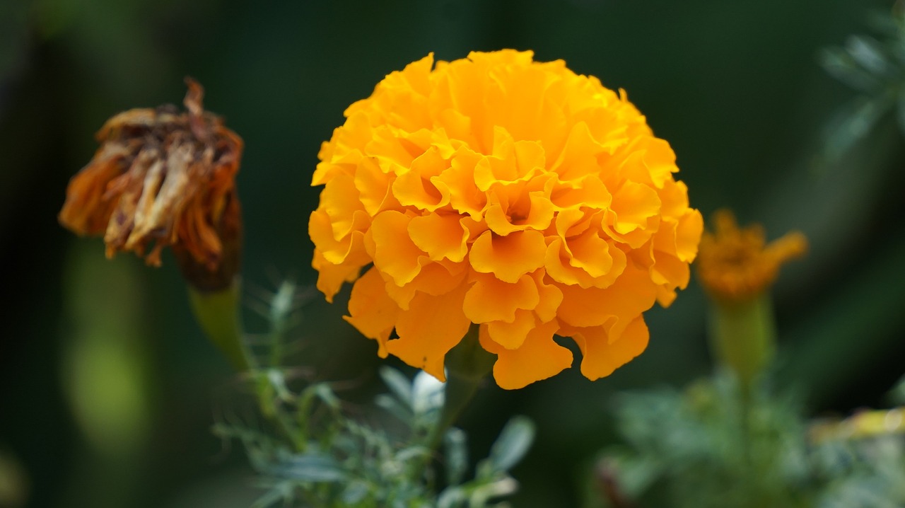Marigold Flower Yellow