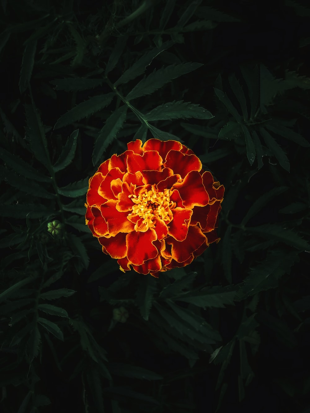Marigold Picture. Download Free Image