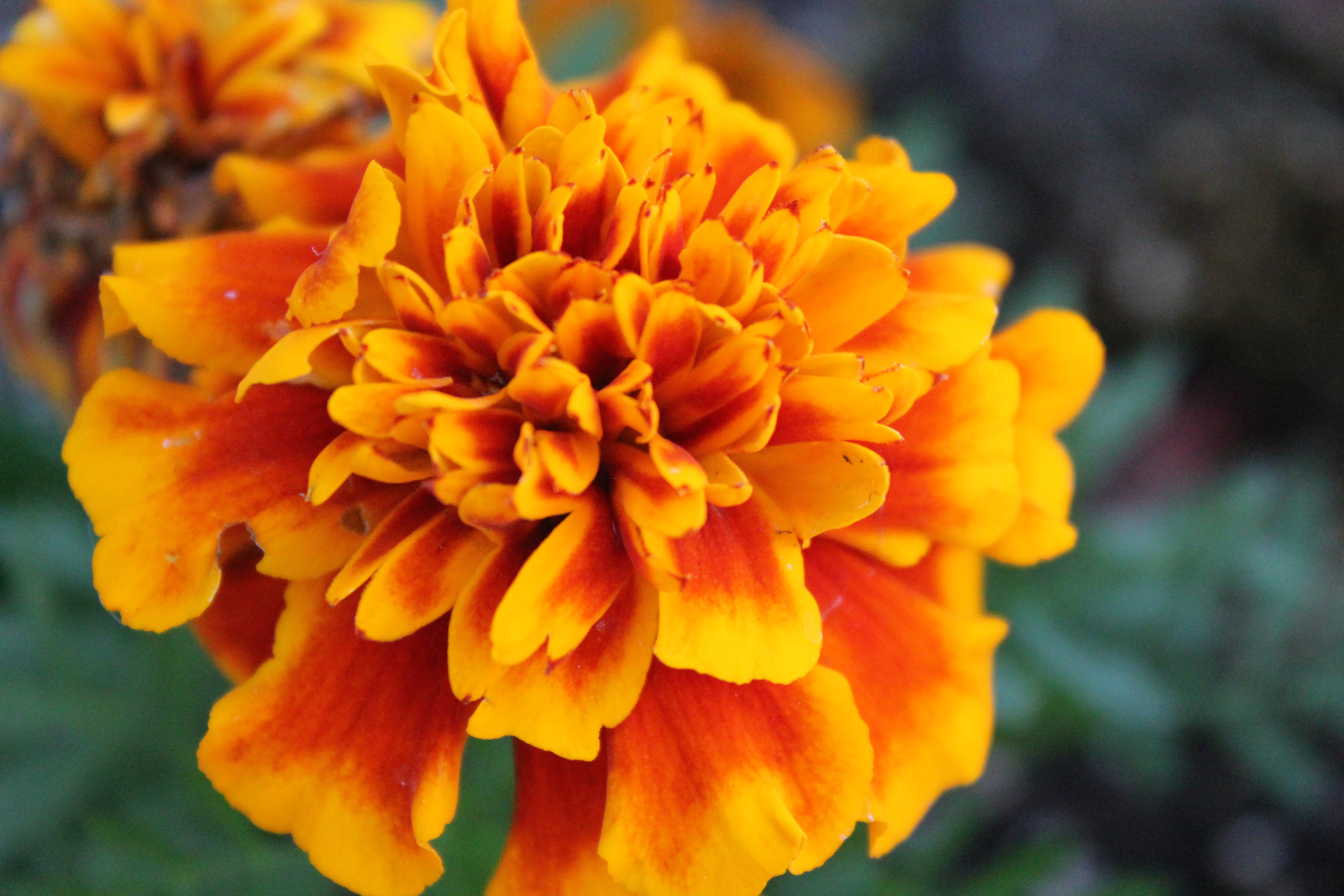 Marigold Photo, Download The BEST Free Marigold & HD Image
