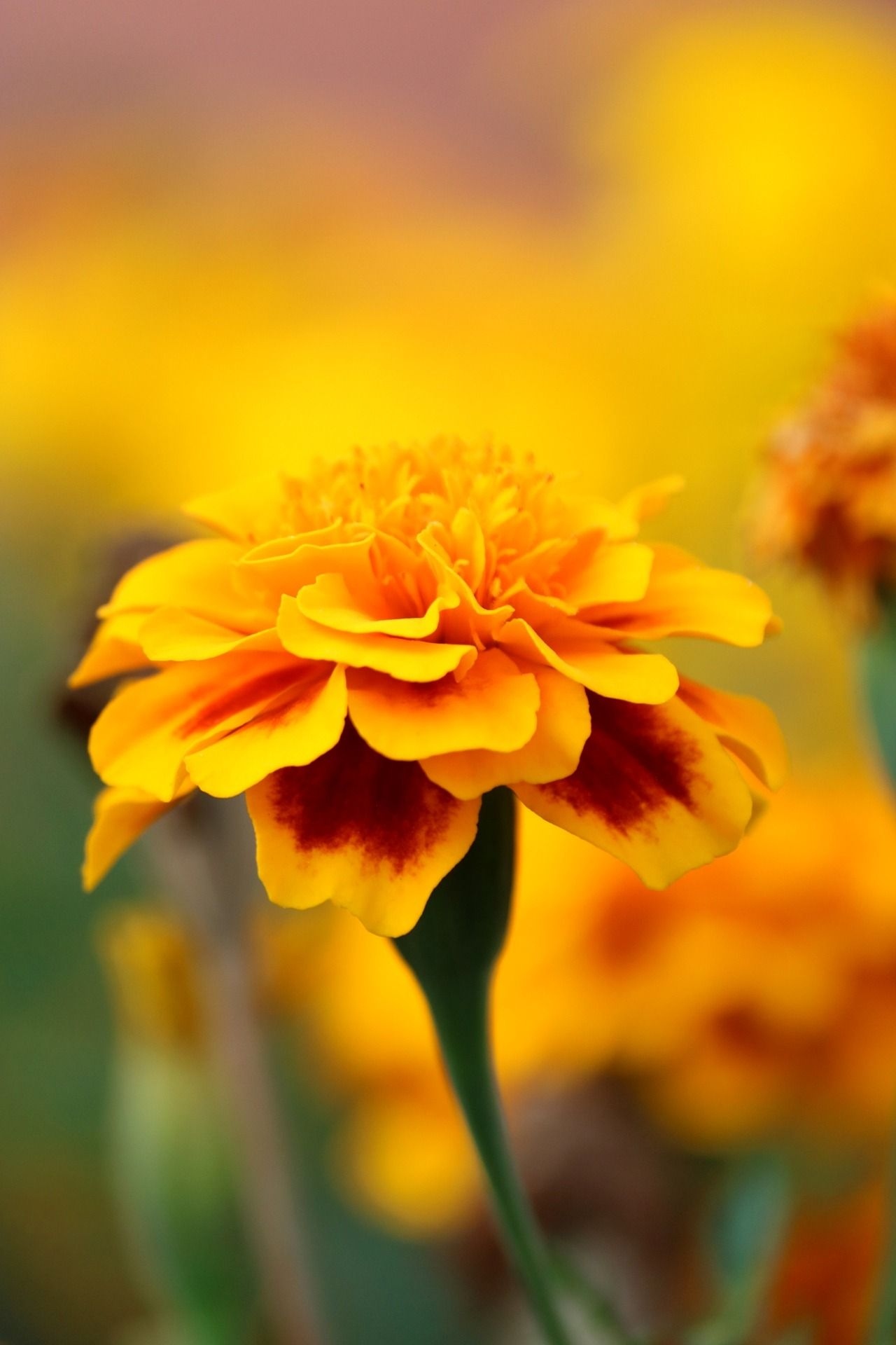 Marigold flower Wallpaper Download