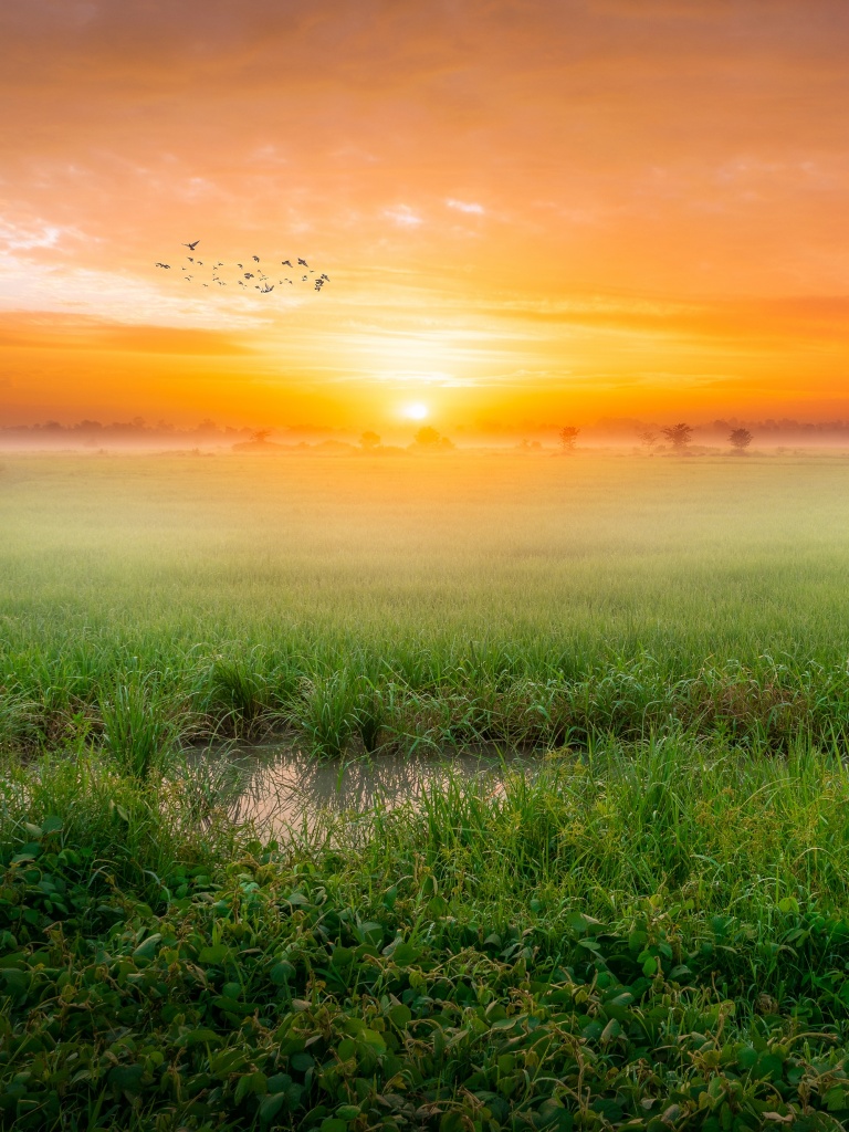 Sunrise Wallpaper 4K, Paddy fields, Landscape
