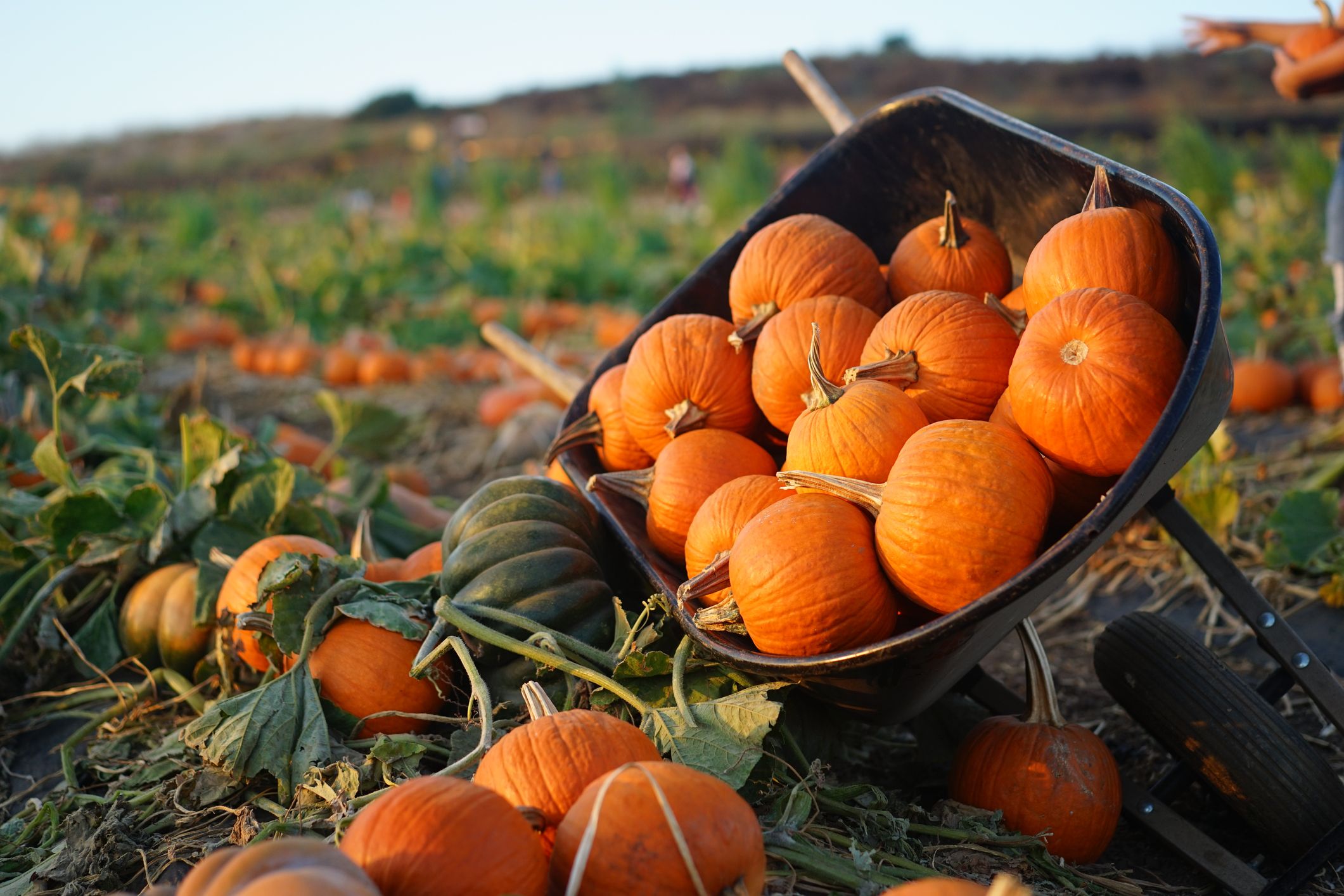 Pumpkin Farm Festival Wallpapers - Wallpaper Cave