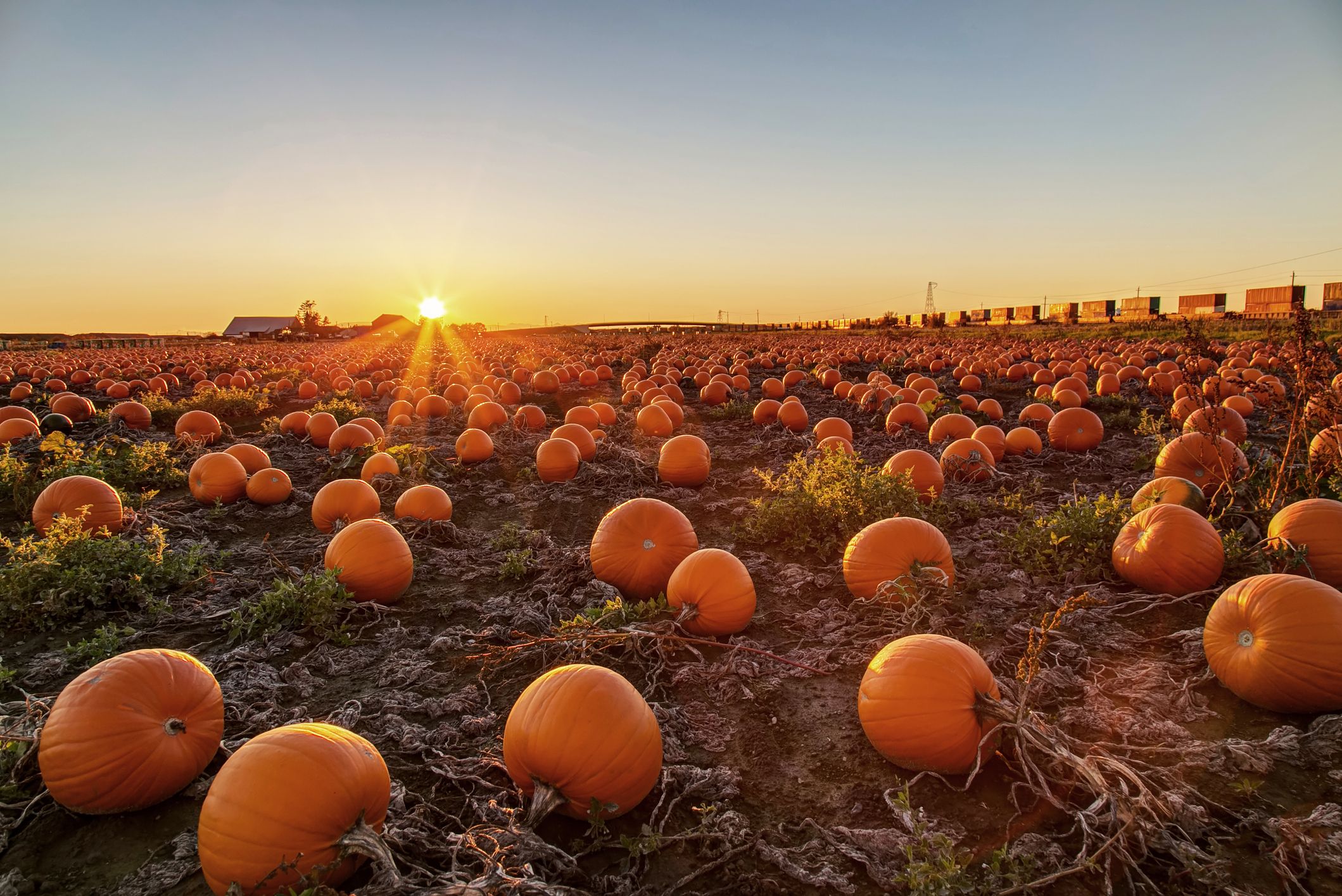 Best Pumpkin Farms Near Me 2023 Picking Near Me