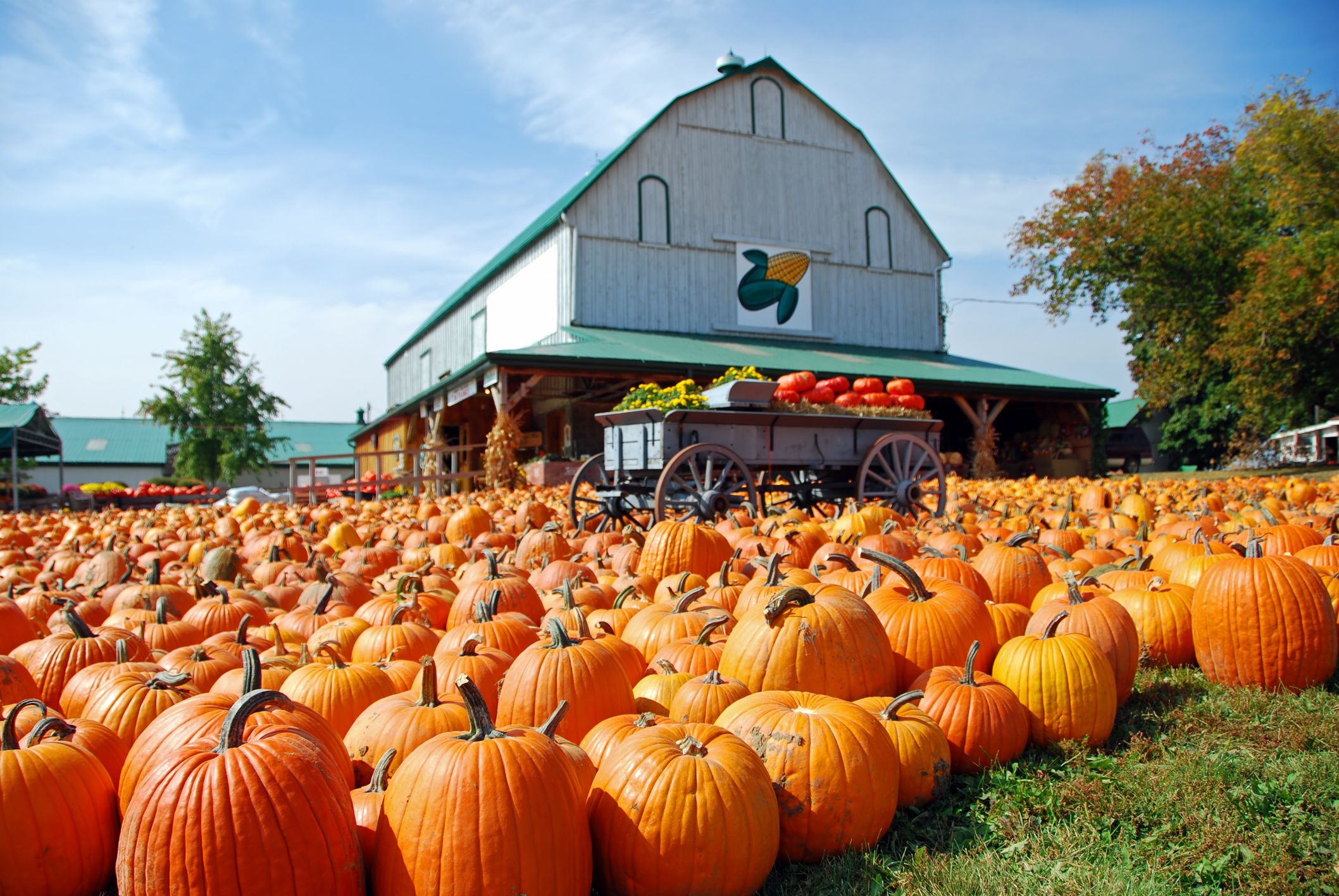 Best Pumpkin Patches in the U.S. Pumpkin Patch Near Me