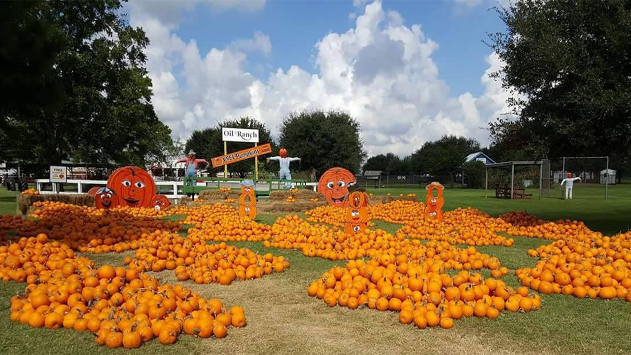 Houston's Top Pumpkin Patches