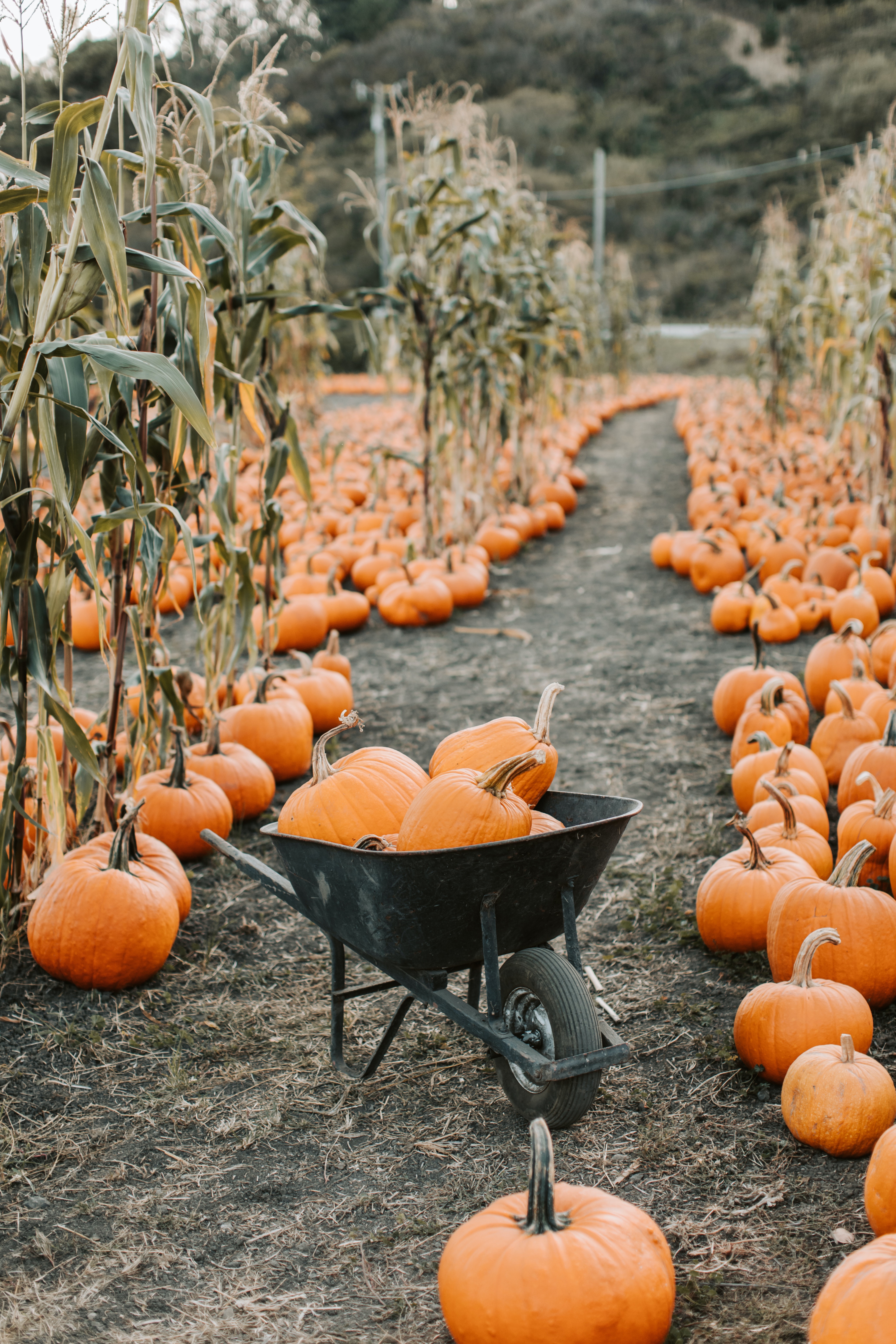 Pumpkin Patch Photo, Download The BEST Free Pumpkin Patch & HD Image