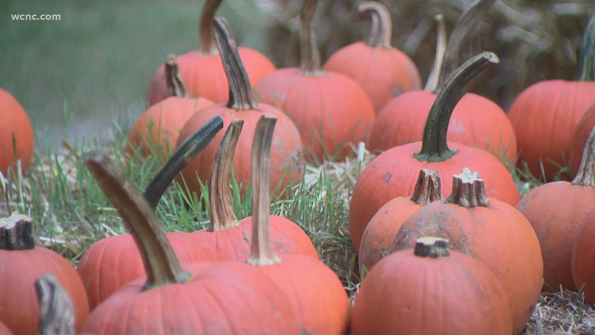 A big pumpkin patch is happening in Gastonia