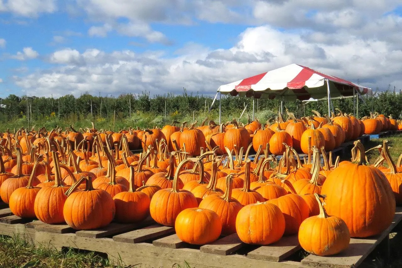 spots near Philly for pumpkin picking, hayrides, corn mazes, and more