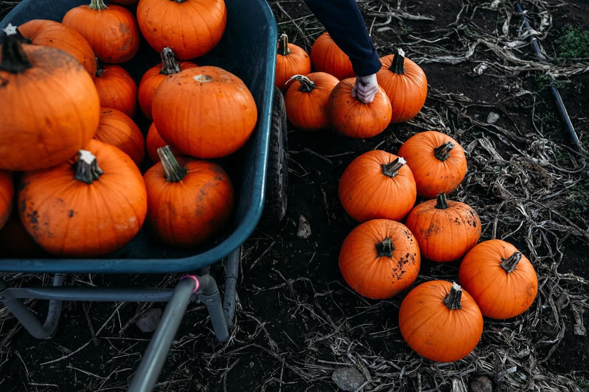 Fall Festival. Pumpkins, Cider, Corn & More!
