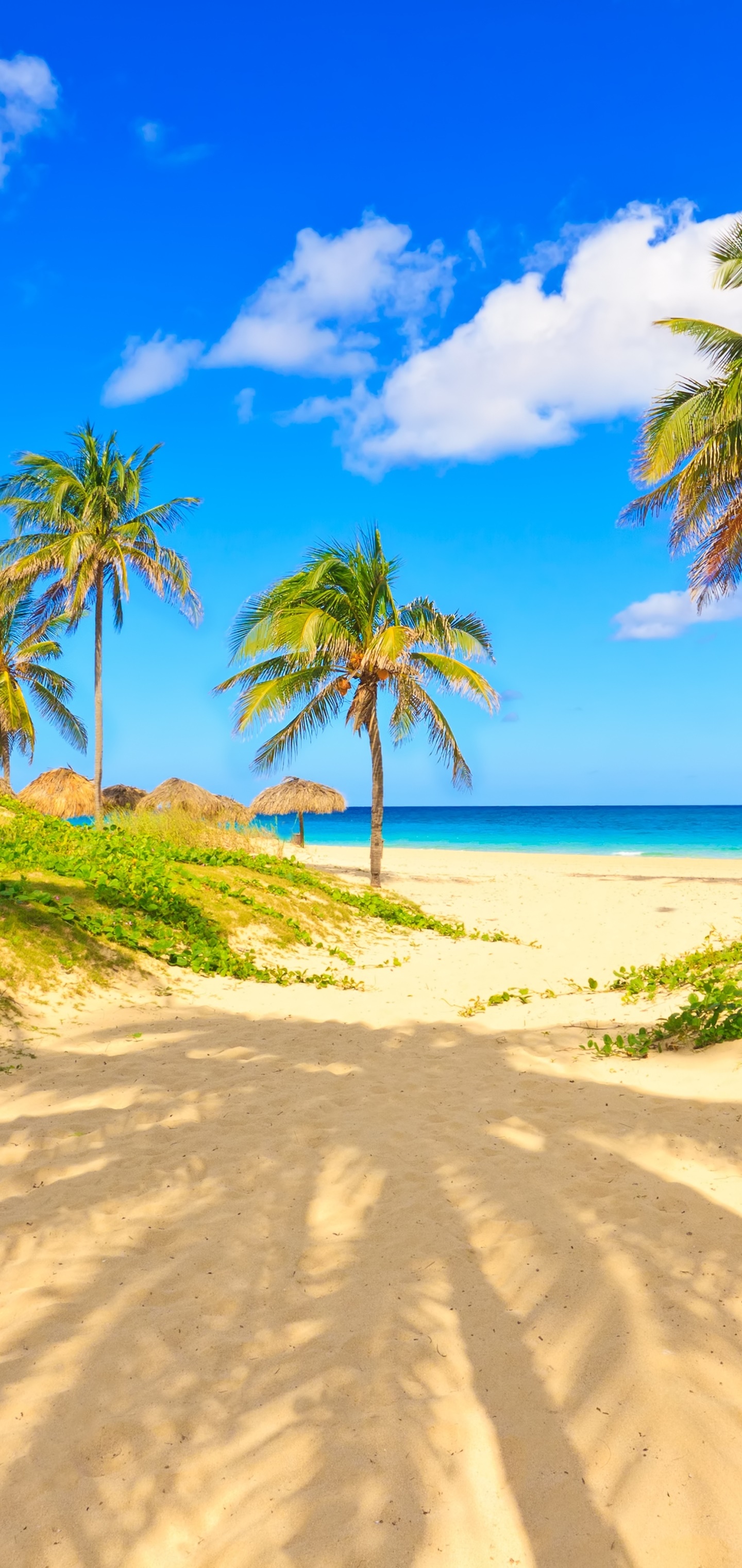 Wallpaper / Photography Beach Phone Wallpaper, Tropical, Palm Tree, Horizon, 1440x3040 free download