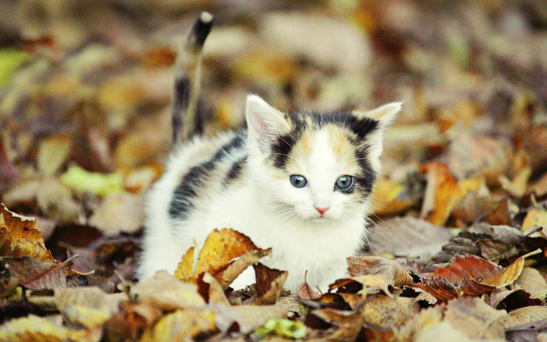 Download Cute Fall Kitten Wallpaper
