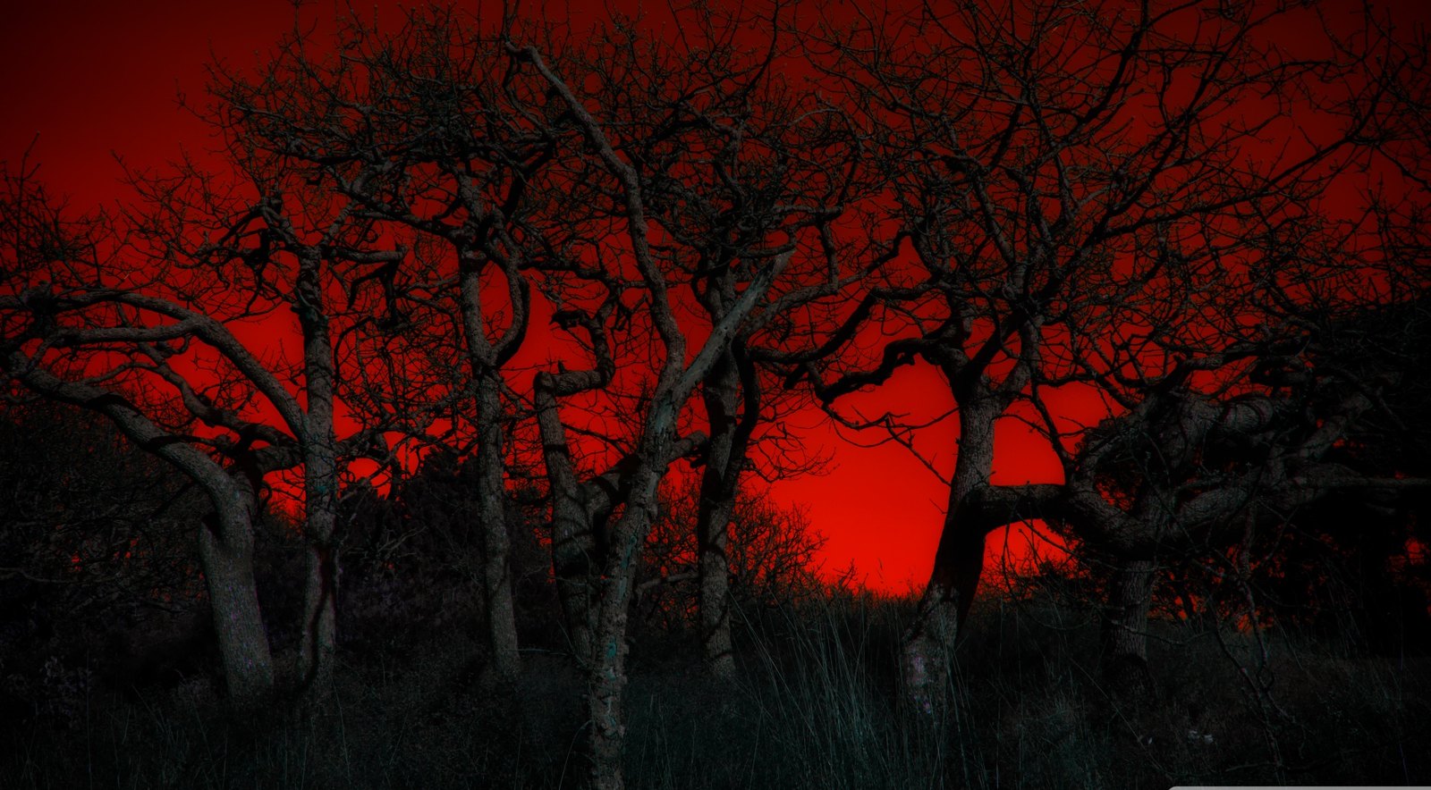 Red Sky Trees HD Wallpaper HD