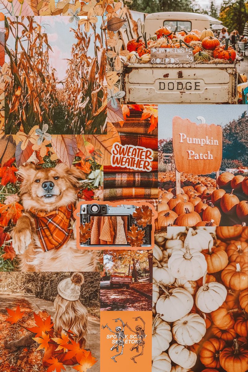 Fall aesthetic Collage. iPhone wallpaper fall, Cute fall background, Fall wallpaper