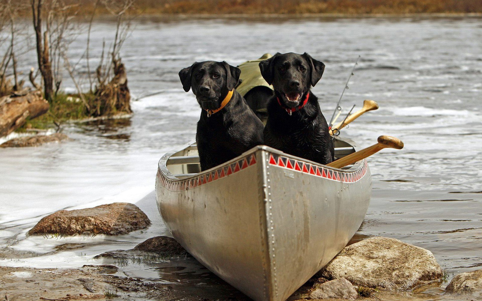 Black Dog On Beach Wallpapers - Wallpaper Cave